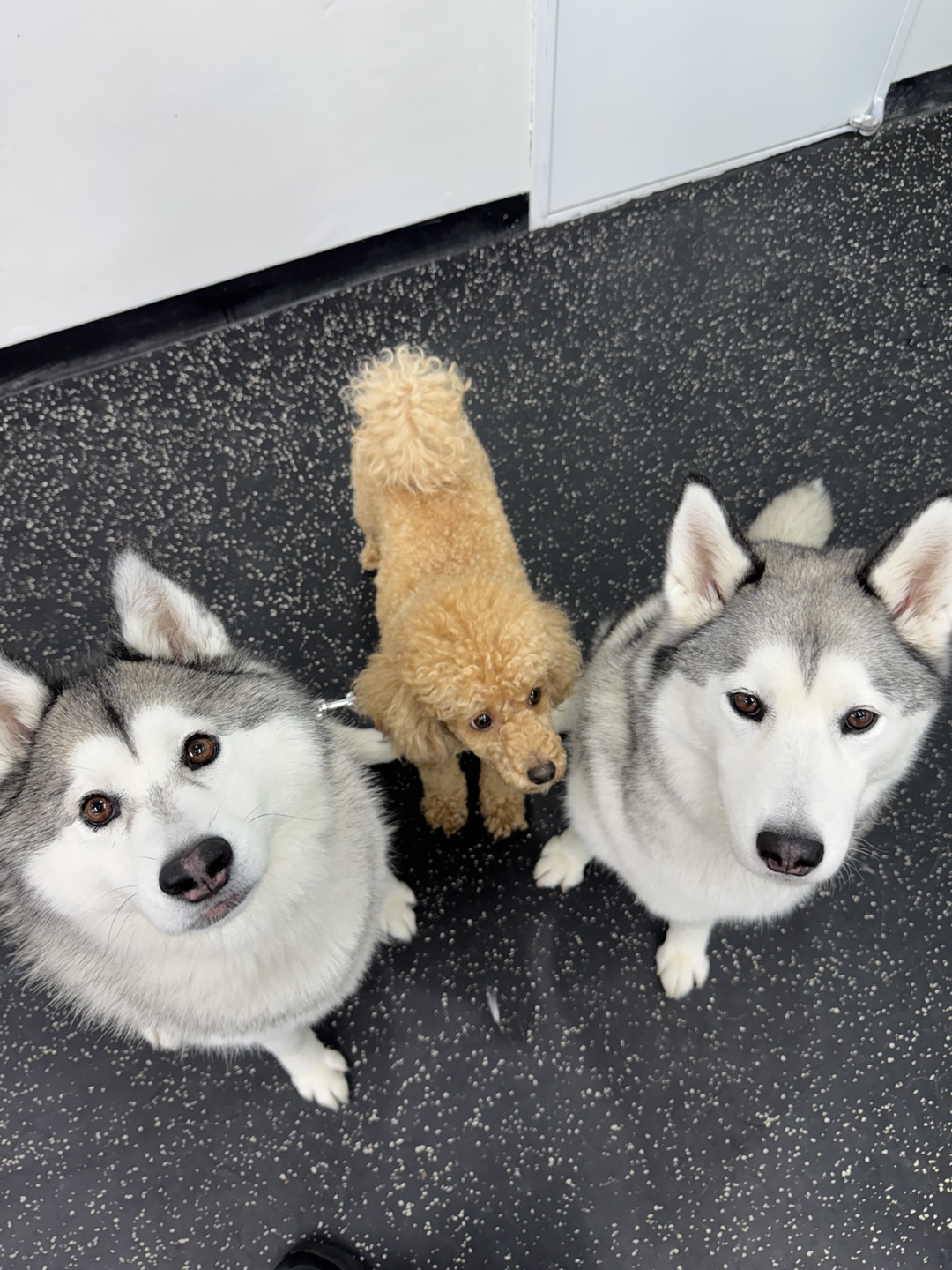 대견하개 애견유치원 애견호텔 대표 이미지