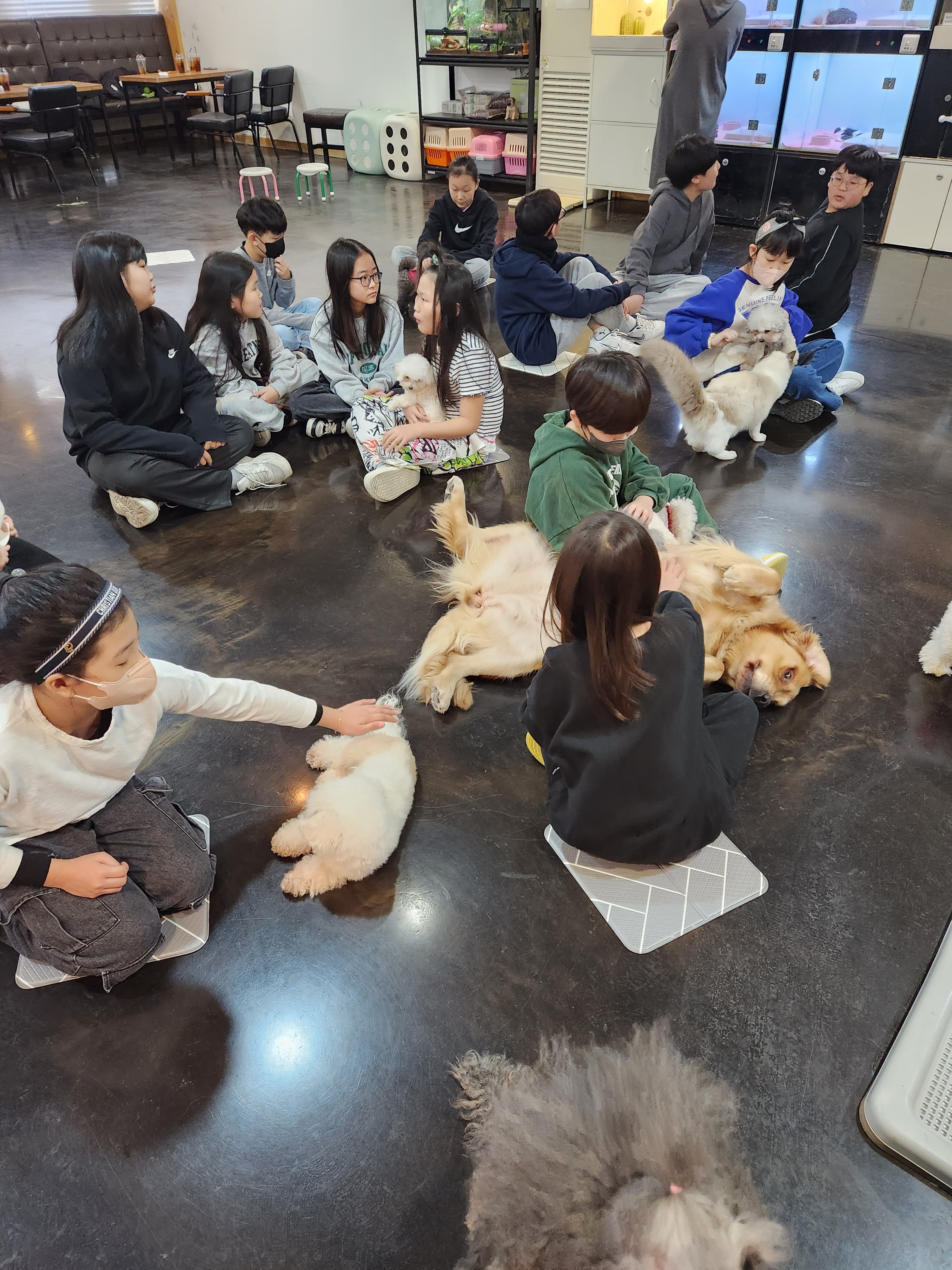 아이러브독도 반려동물 동반 애견카페