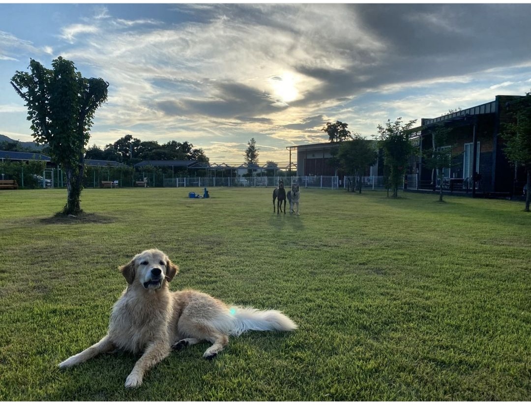 랩도그빌 대표 이미지