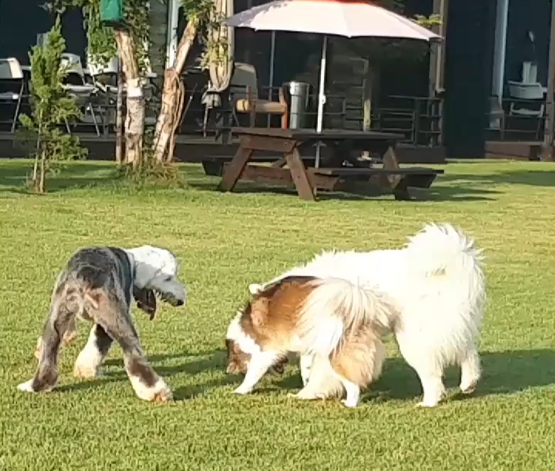 랩도그빌반려견전용캠핑장 대표 이미지