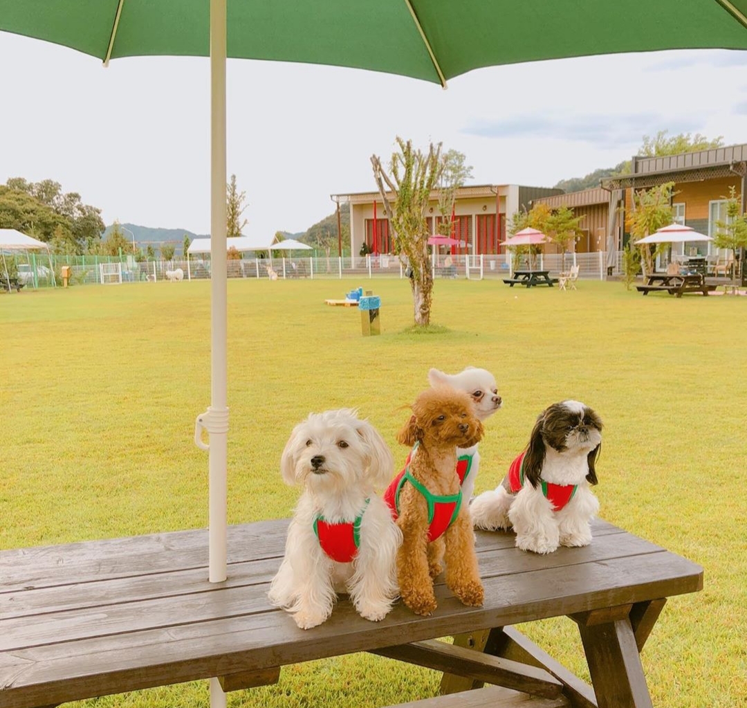 랩도그빌 반려견전용캠핑장 대표 이미지