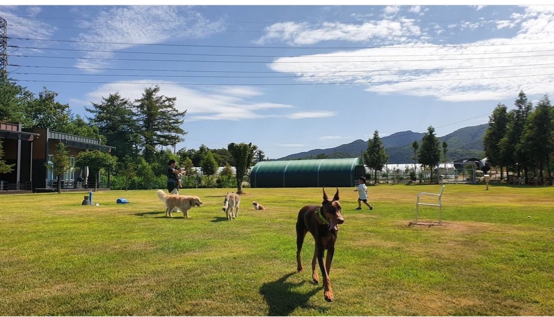 랩도그빌 대표 이미지