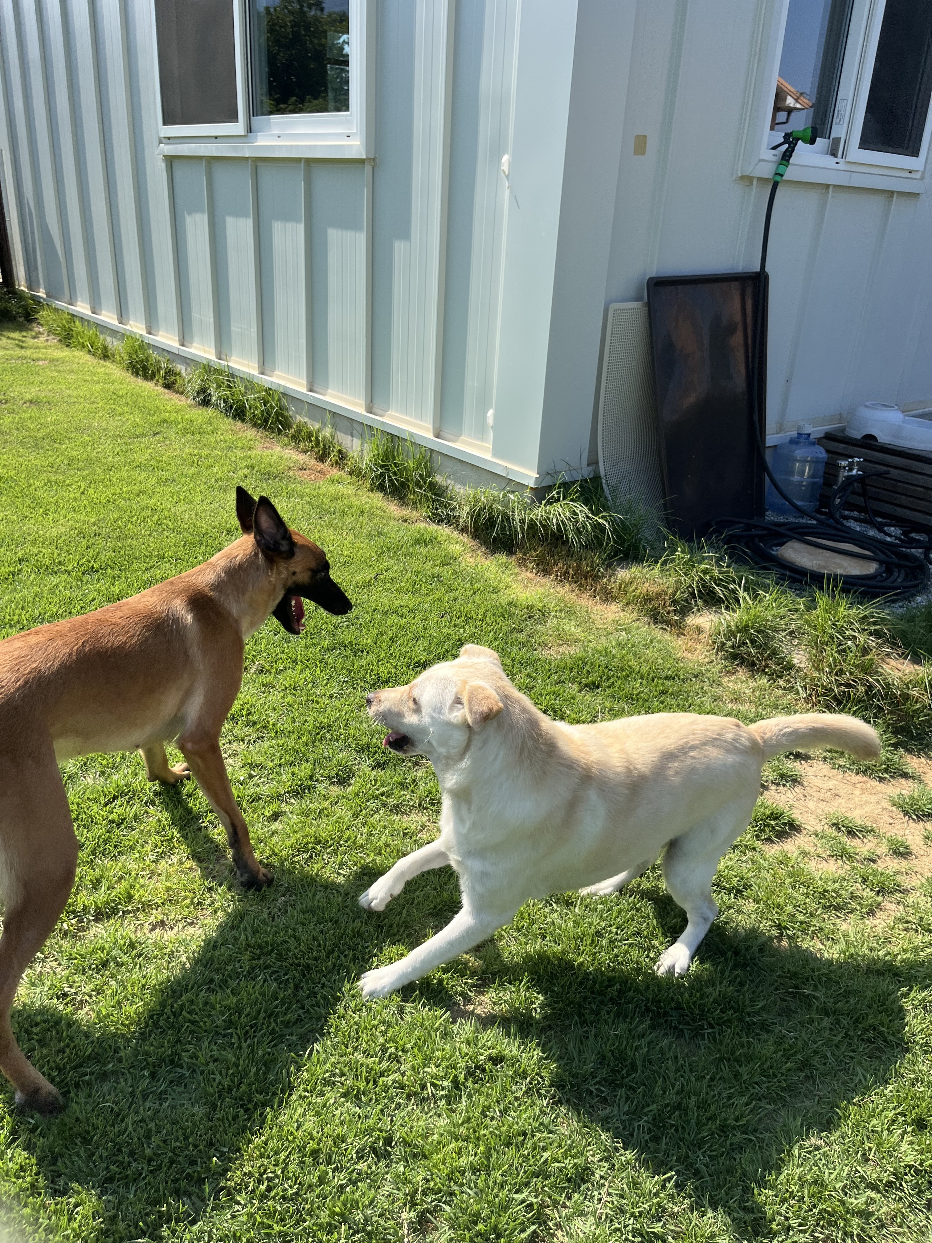 커밍퍼피 대표 이미지