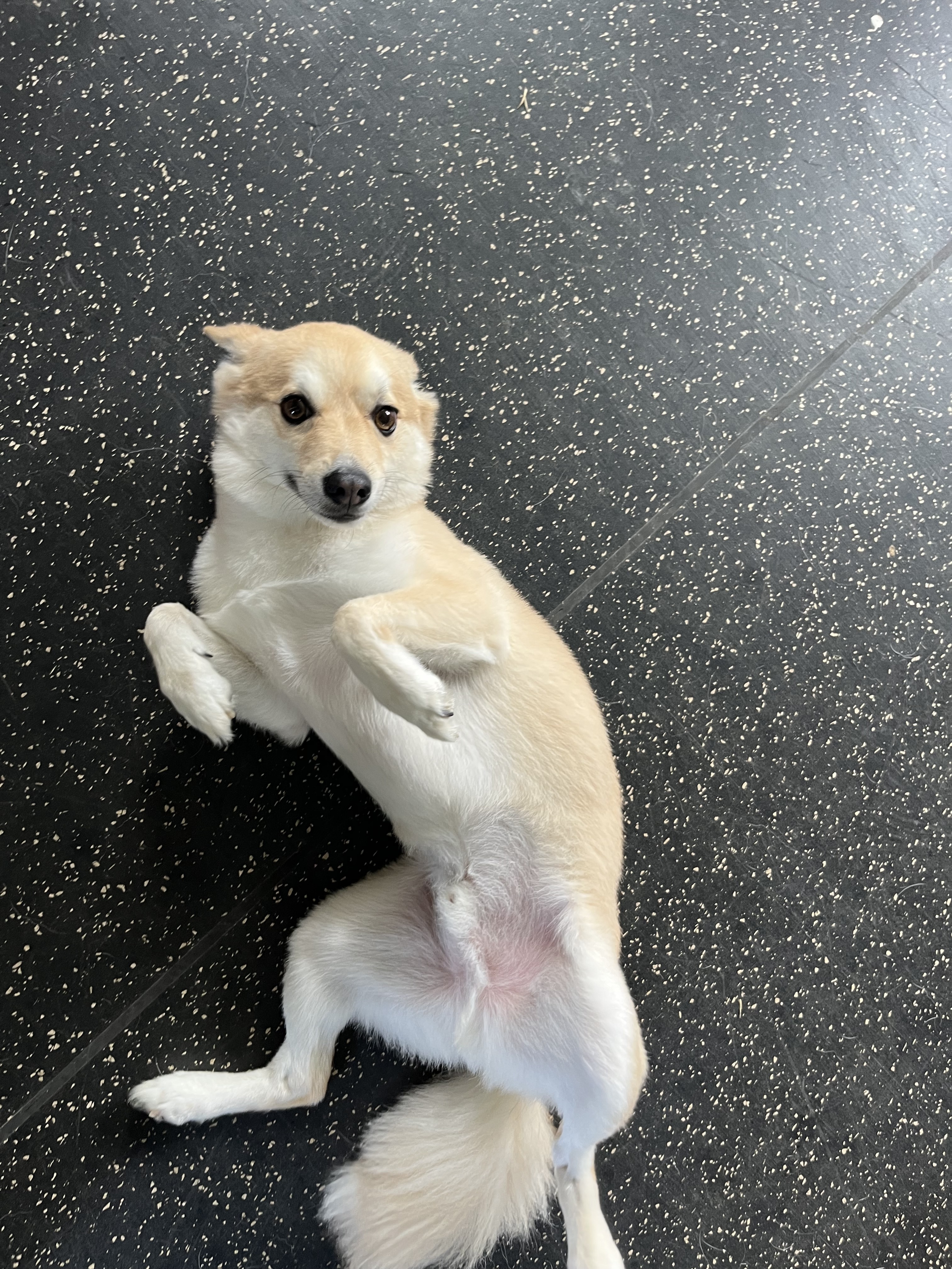 커밍퍼피 대표 이미지