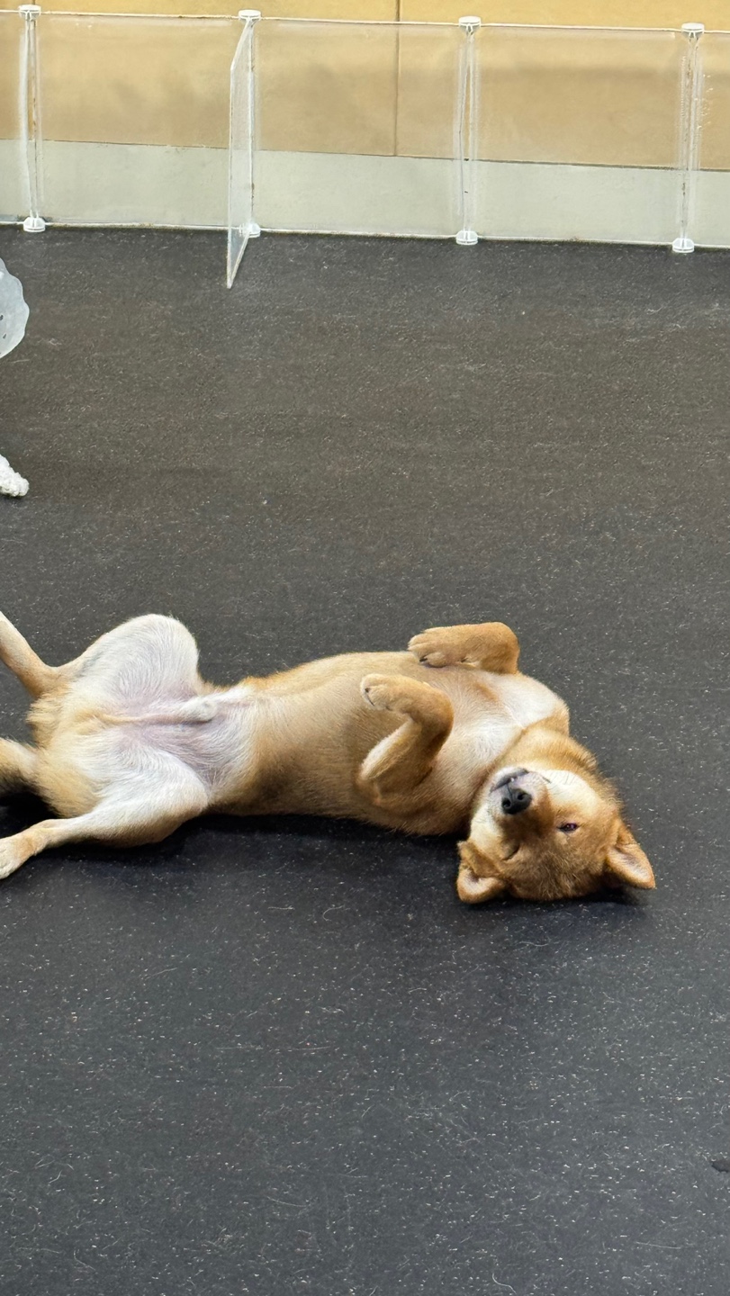 멍스가든 강아지유치원 애견호텔 대표 이미지