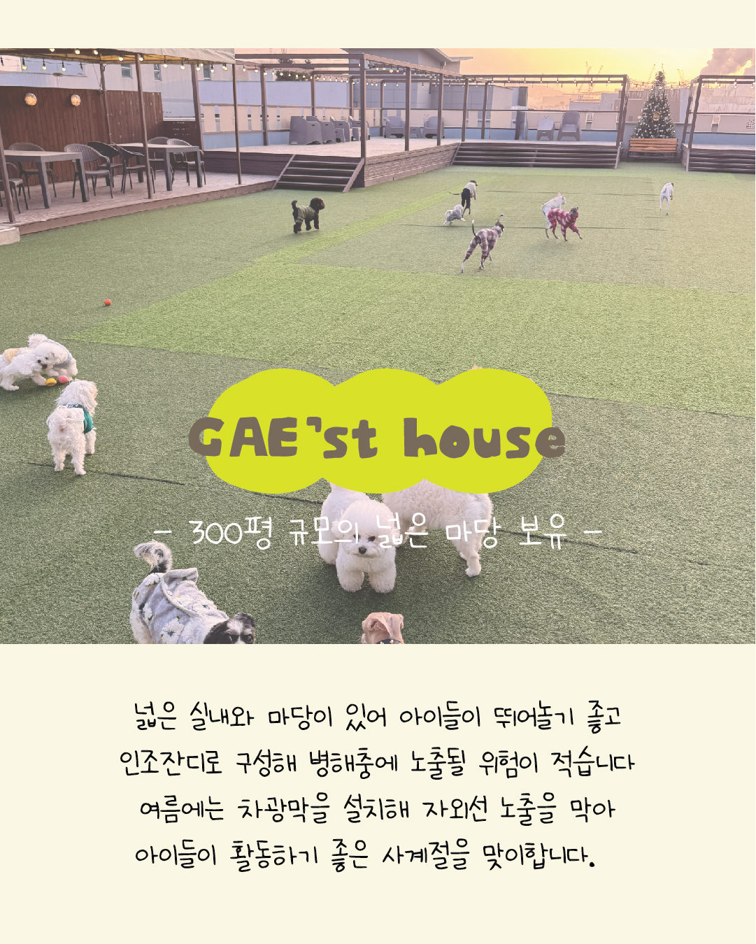 개스트하우스 청주점 반려동물 동반 애견카페