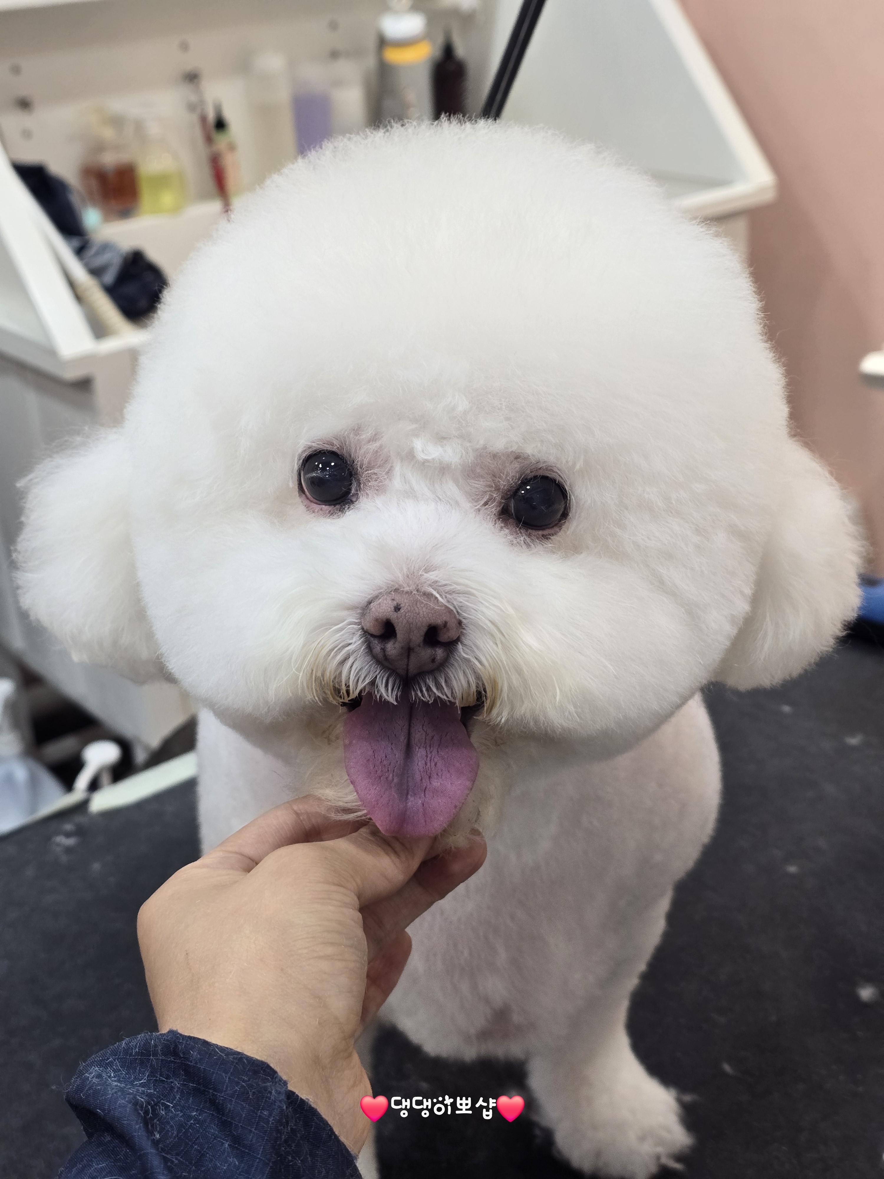 댕댕이뽀샵 대표 이미지