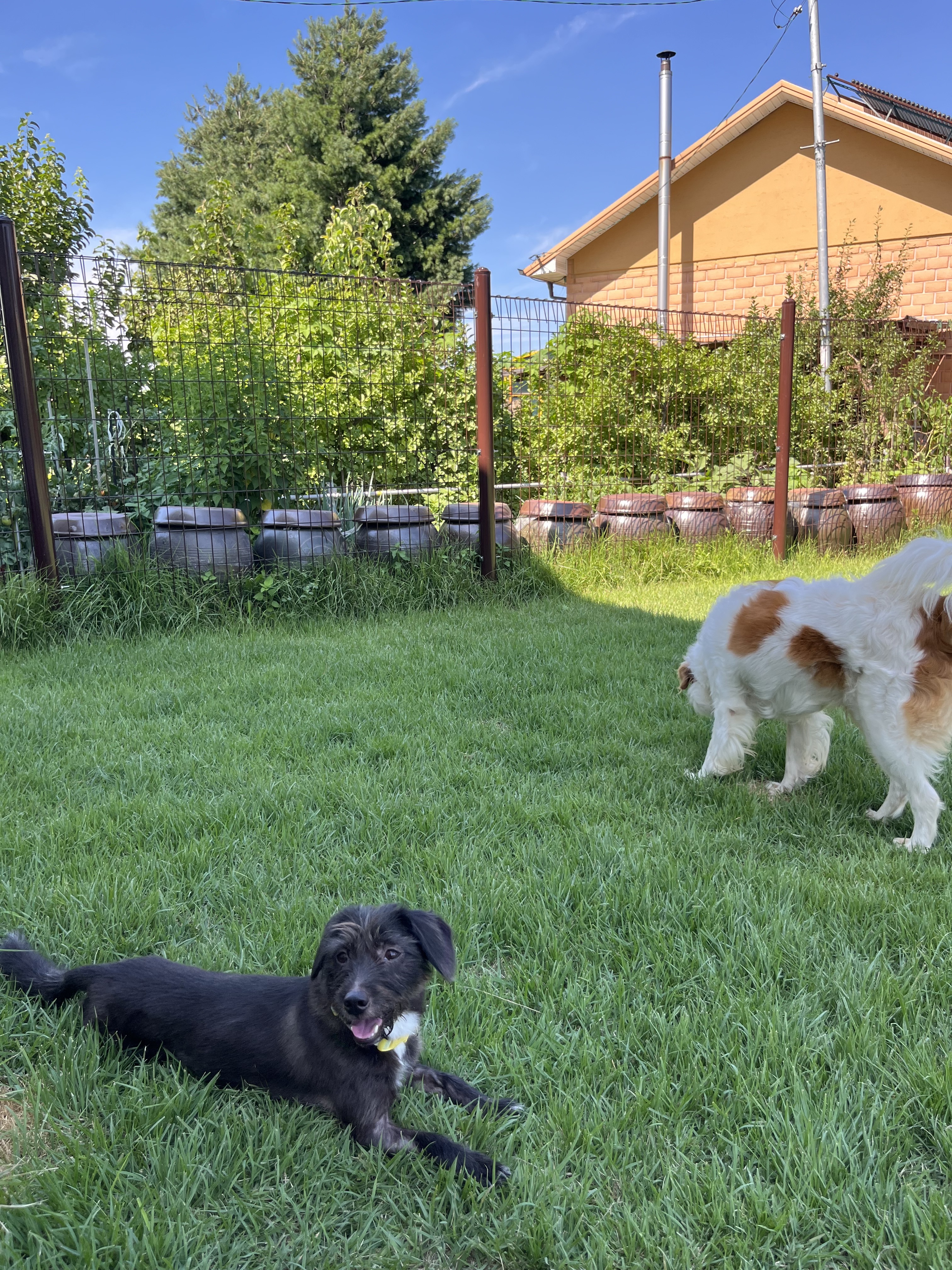 커밍퍼피 대표 이미지