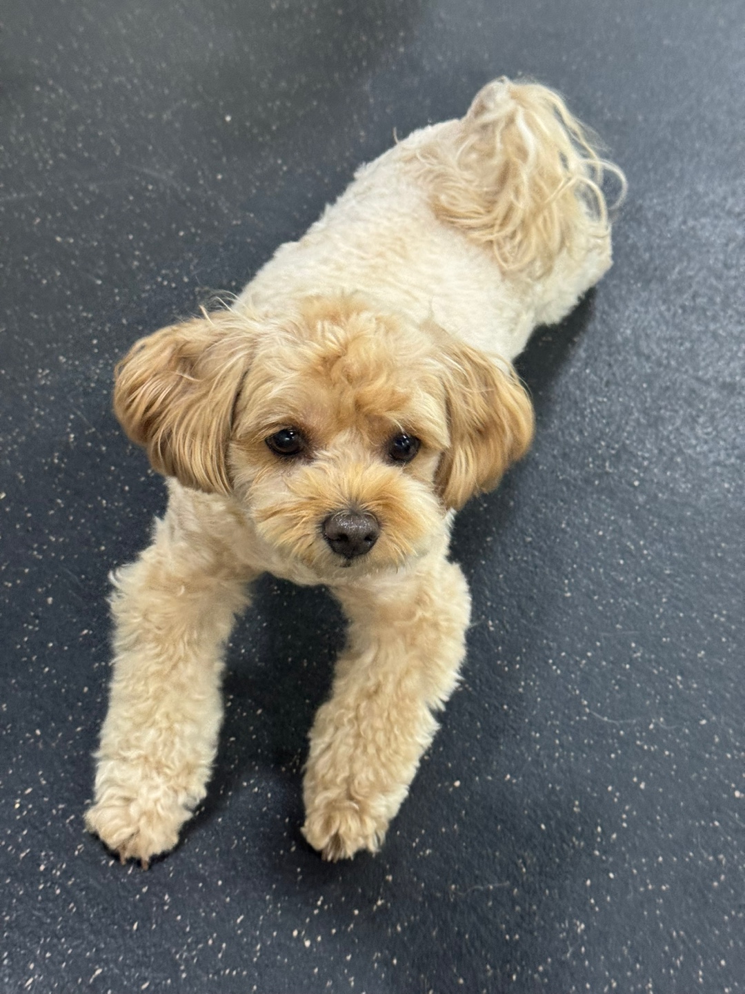 멍스가든 강아지유치원 애견호텔 대표 이미지