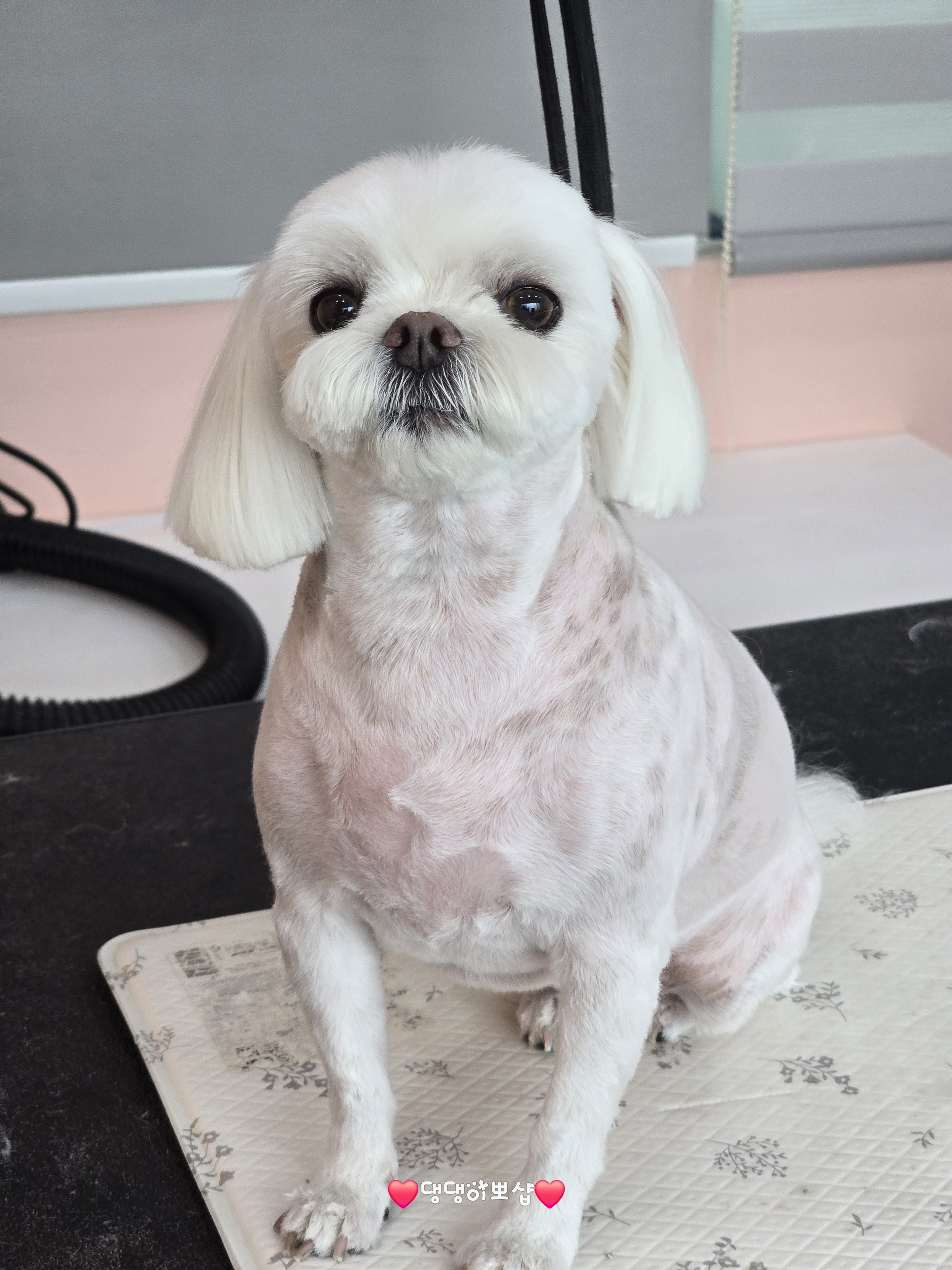 댕댕이뽀샵 대표 이미지