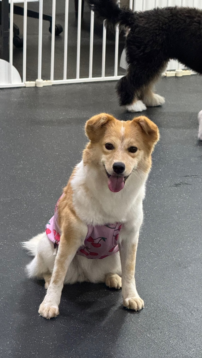 멍스가든 강아지유치원 대표 이미지