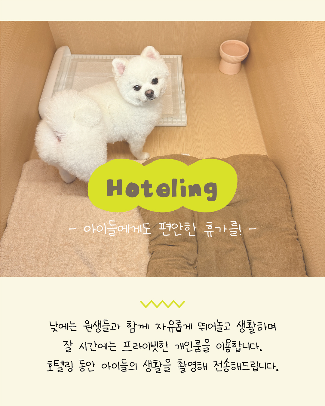 개스트하우스 청주점 충청 애견맛집