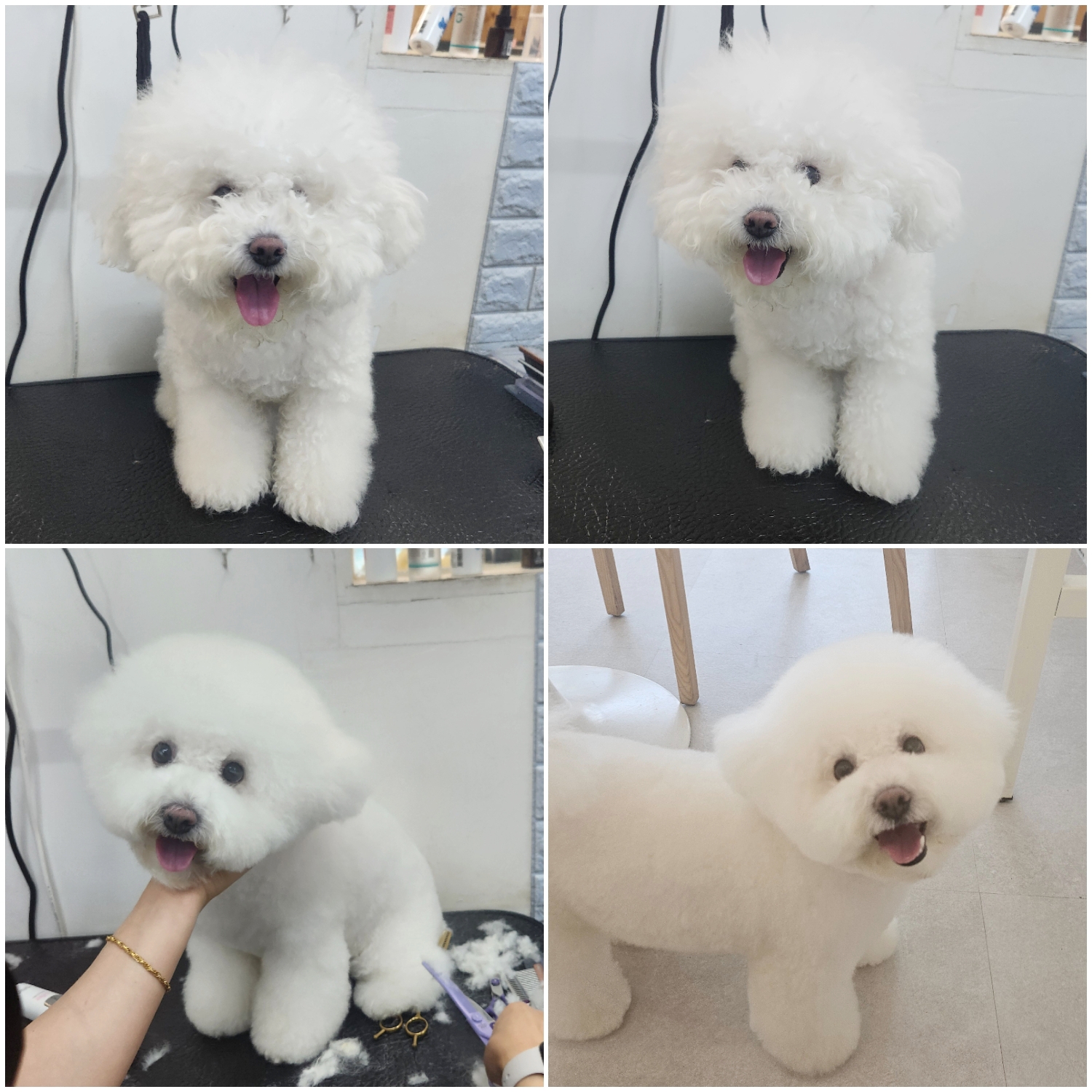 네이처펫 대표 이미지