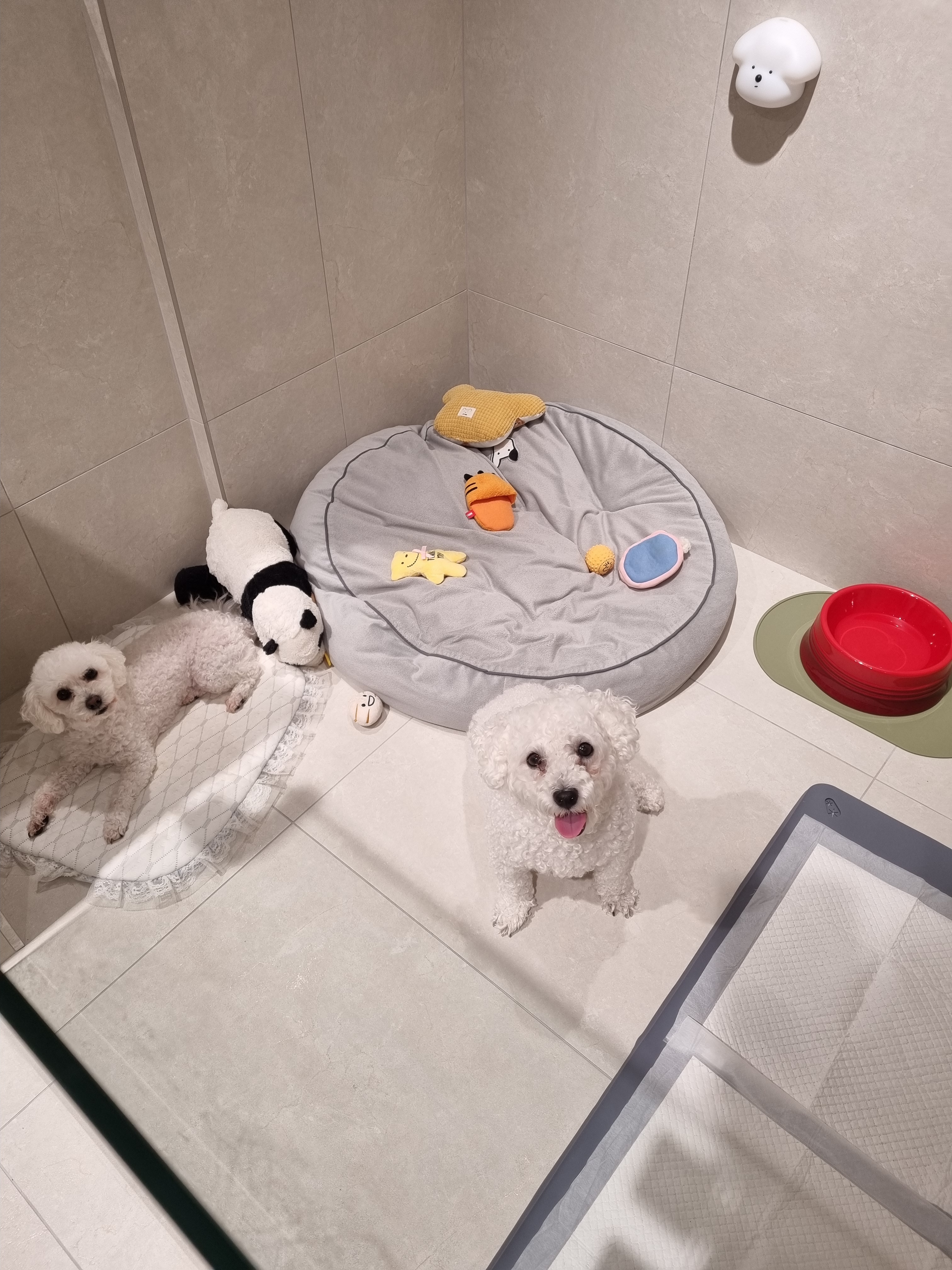 펫지살롱 대표 이미지