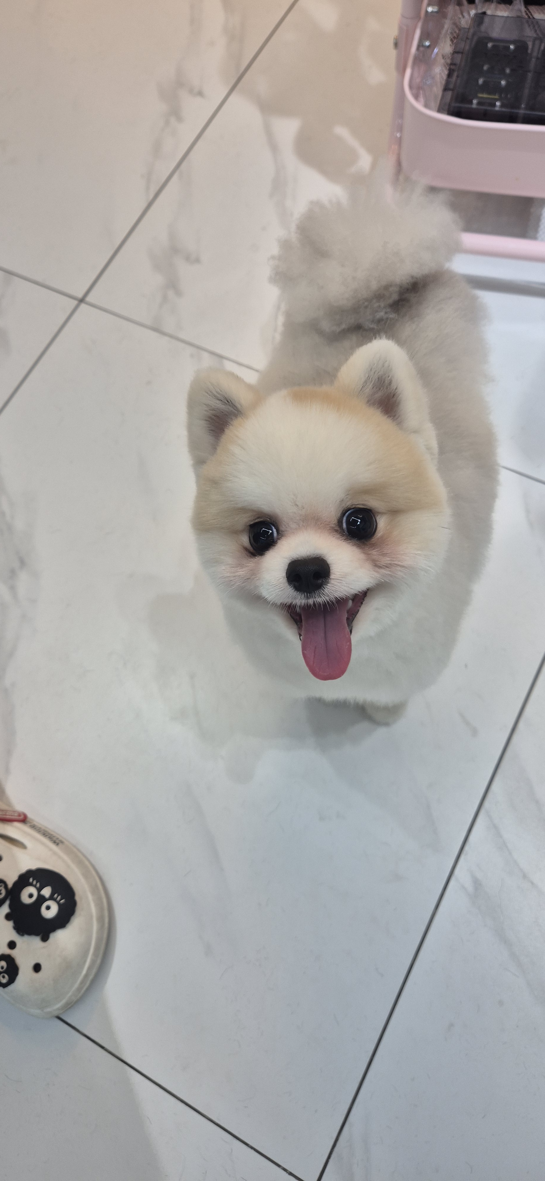 버블독 대표 이미지