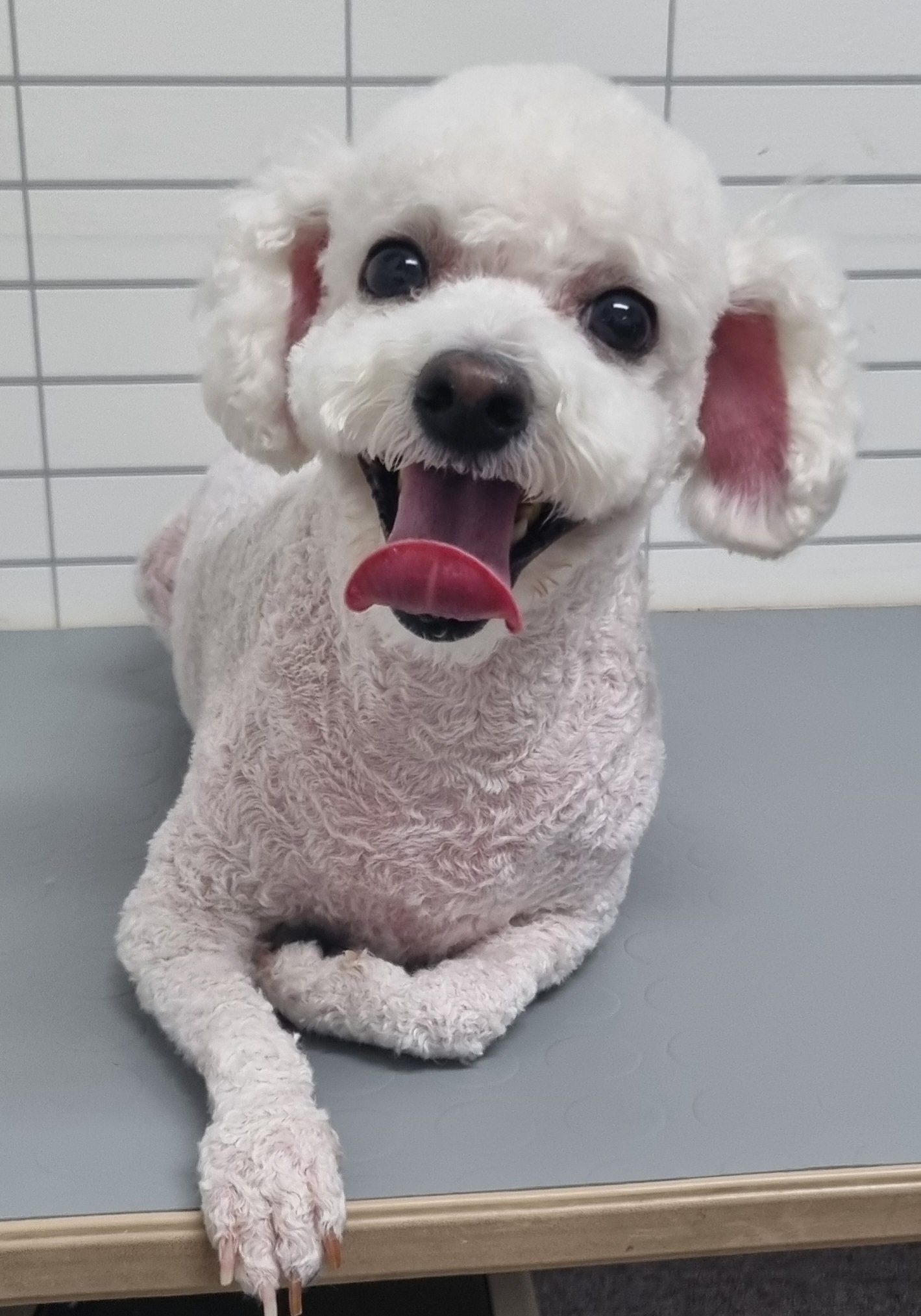 슈나애견미용 대표 이미지