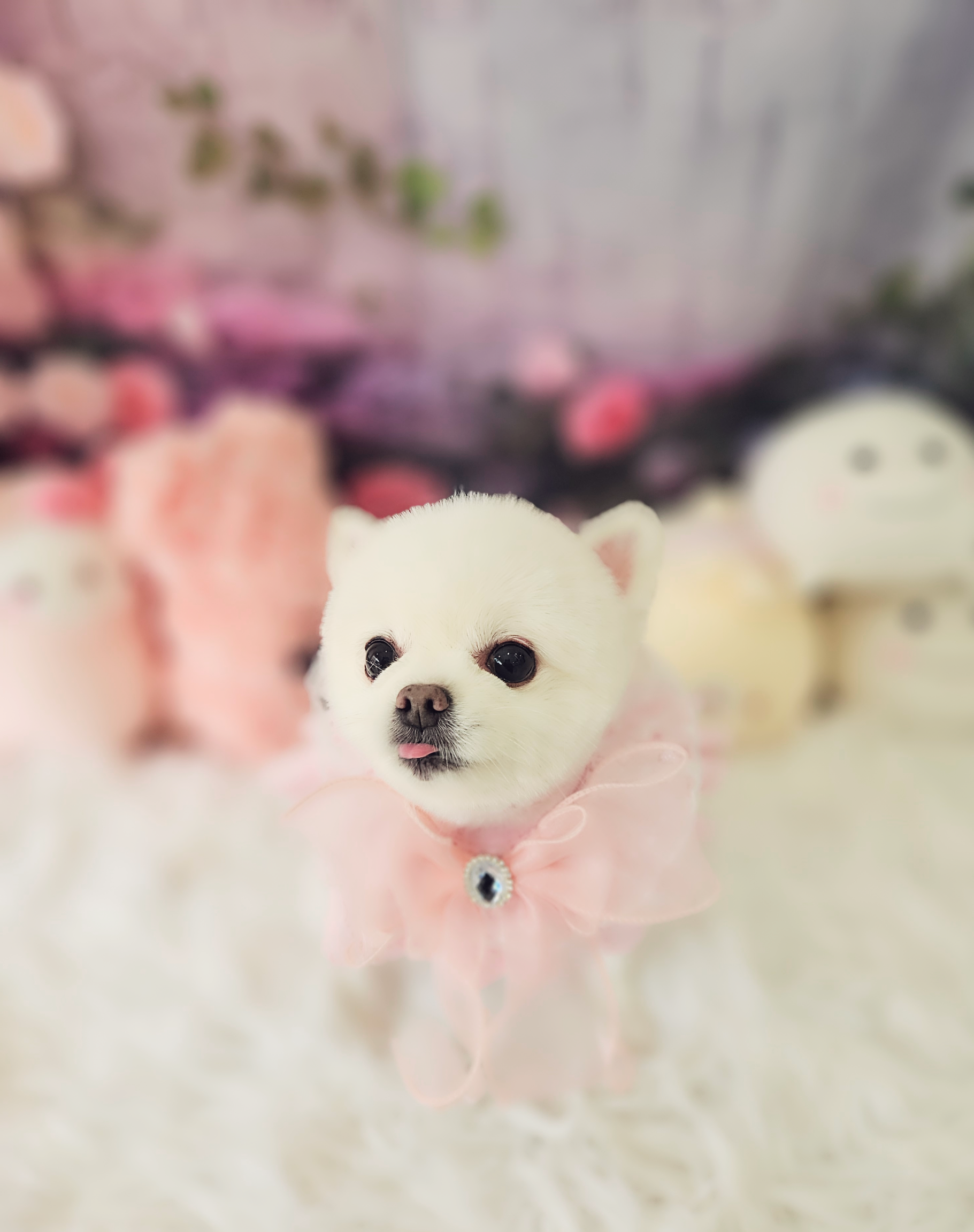 지오애견미용샵 대표 이미지