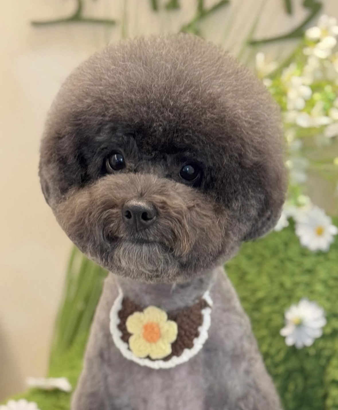 꼬망모르 애견미용실 대표 이미지