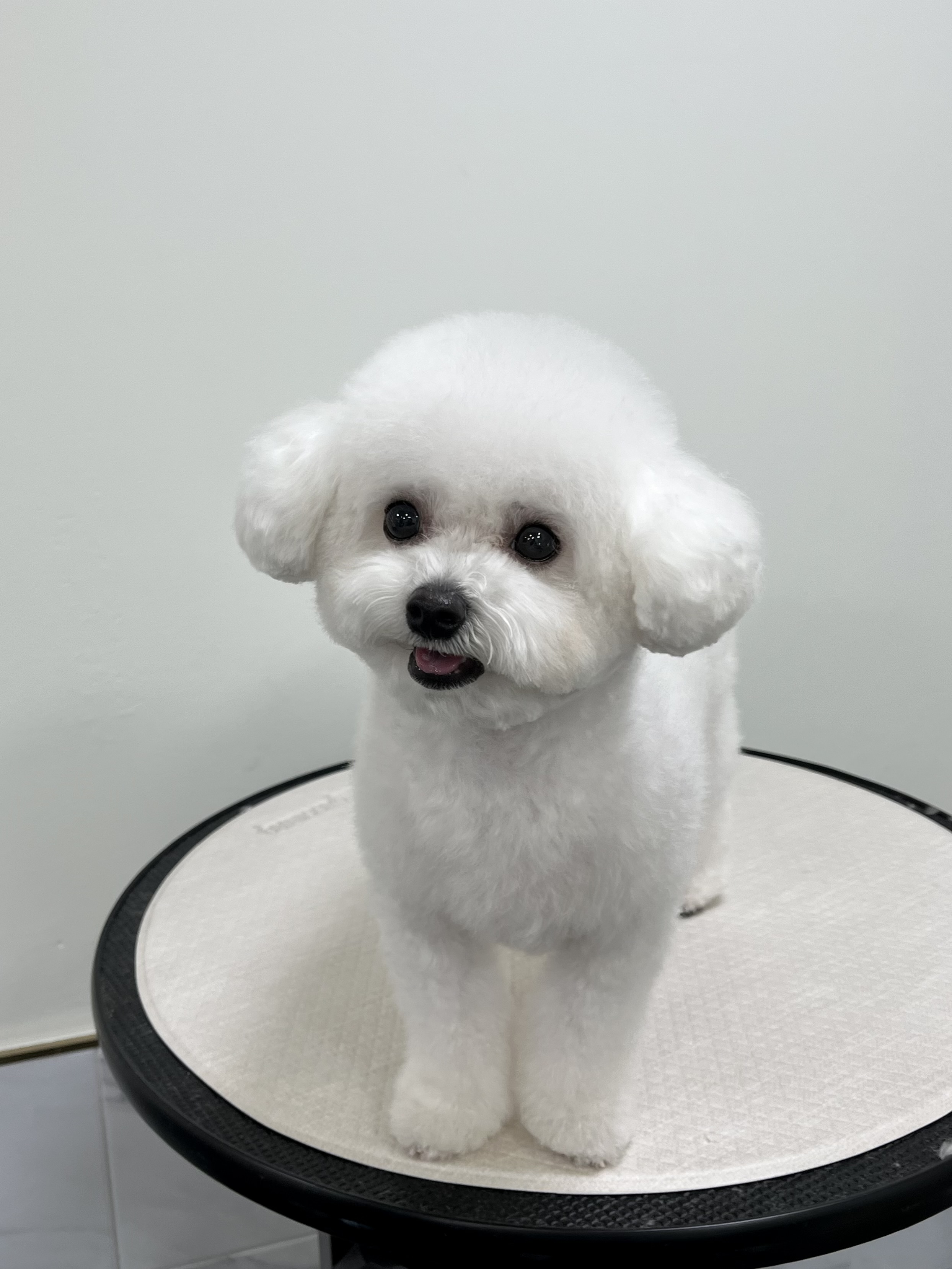 베리펫살롱 대표 이미지