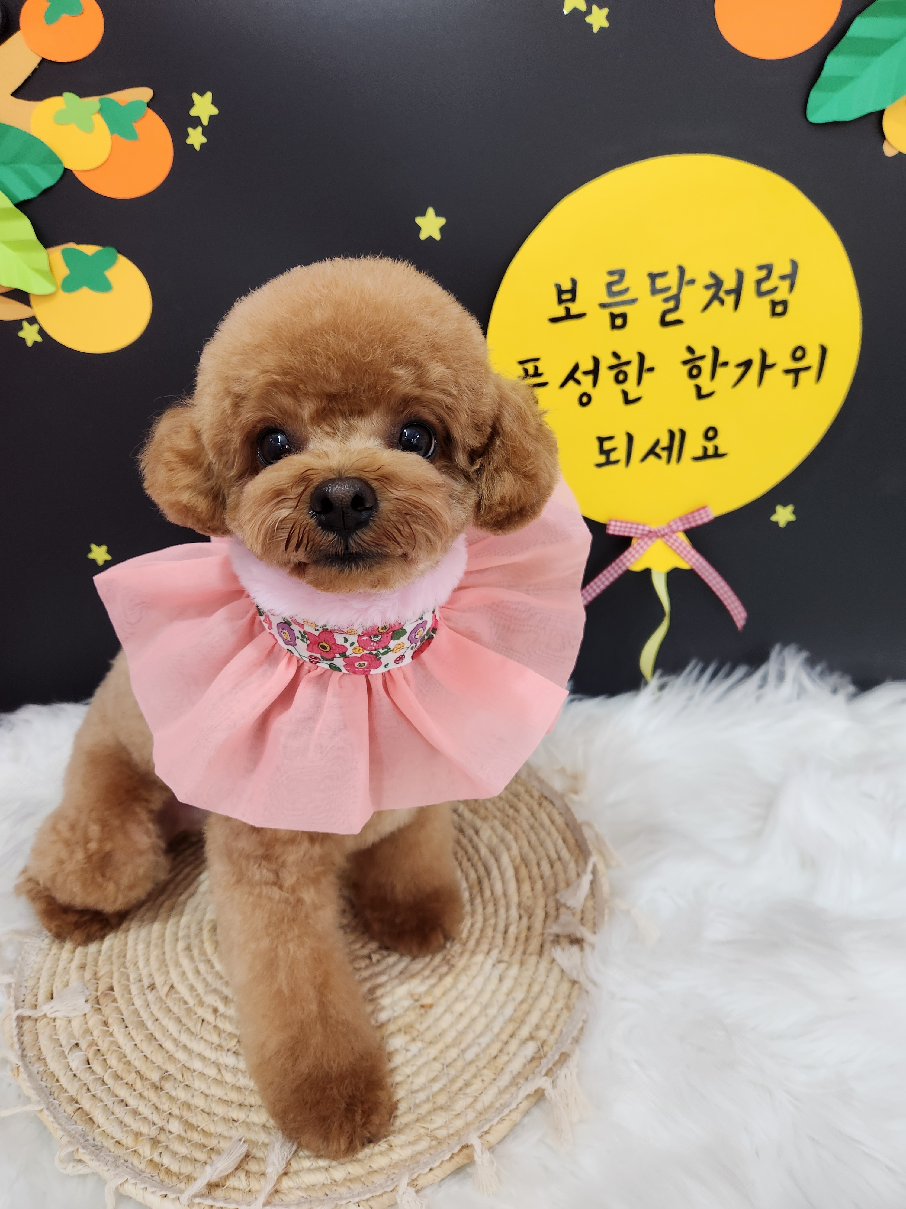 복이네도그살롱 대표 이미지