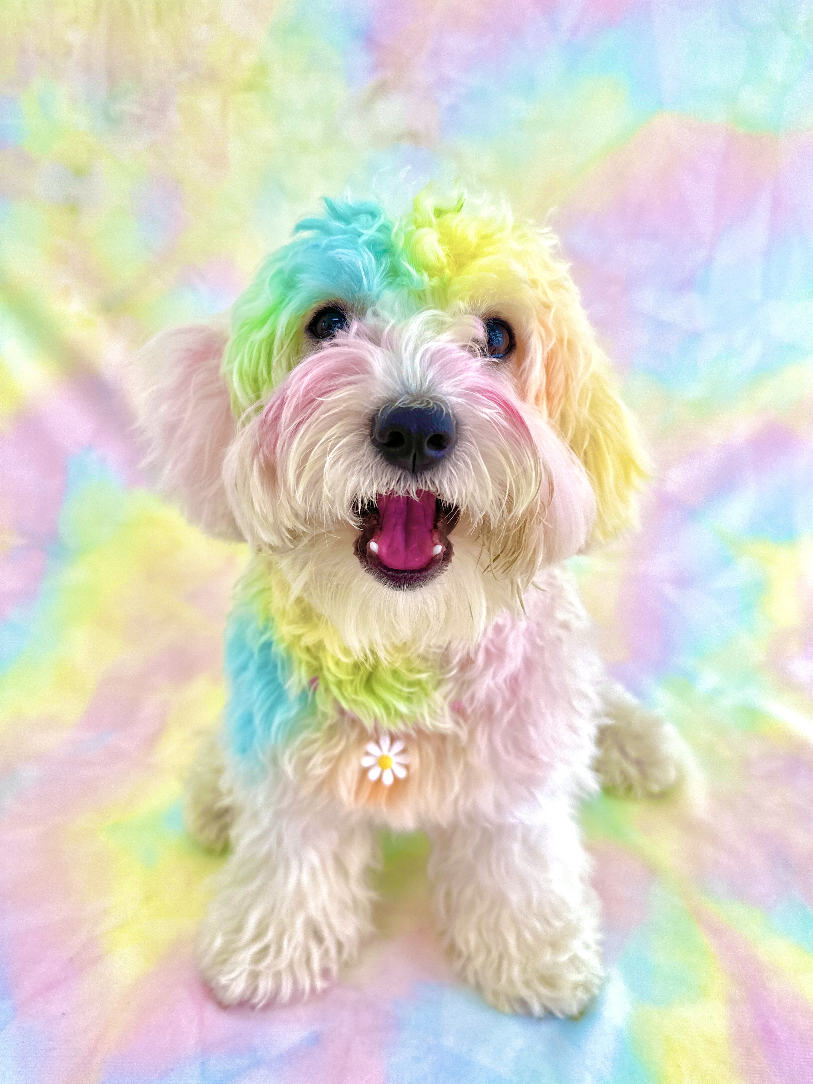 놀러오개 대표 이미지