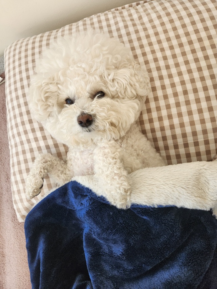 디어코코 강아지유치원&애견호텔 대표 이미지