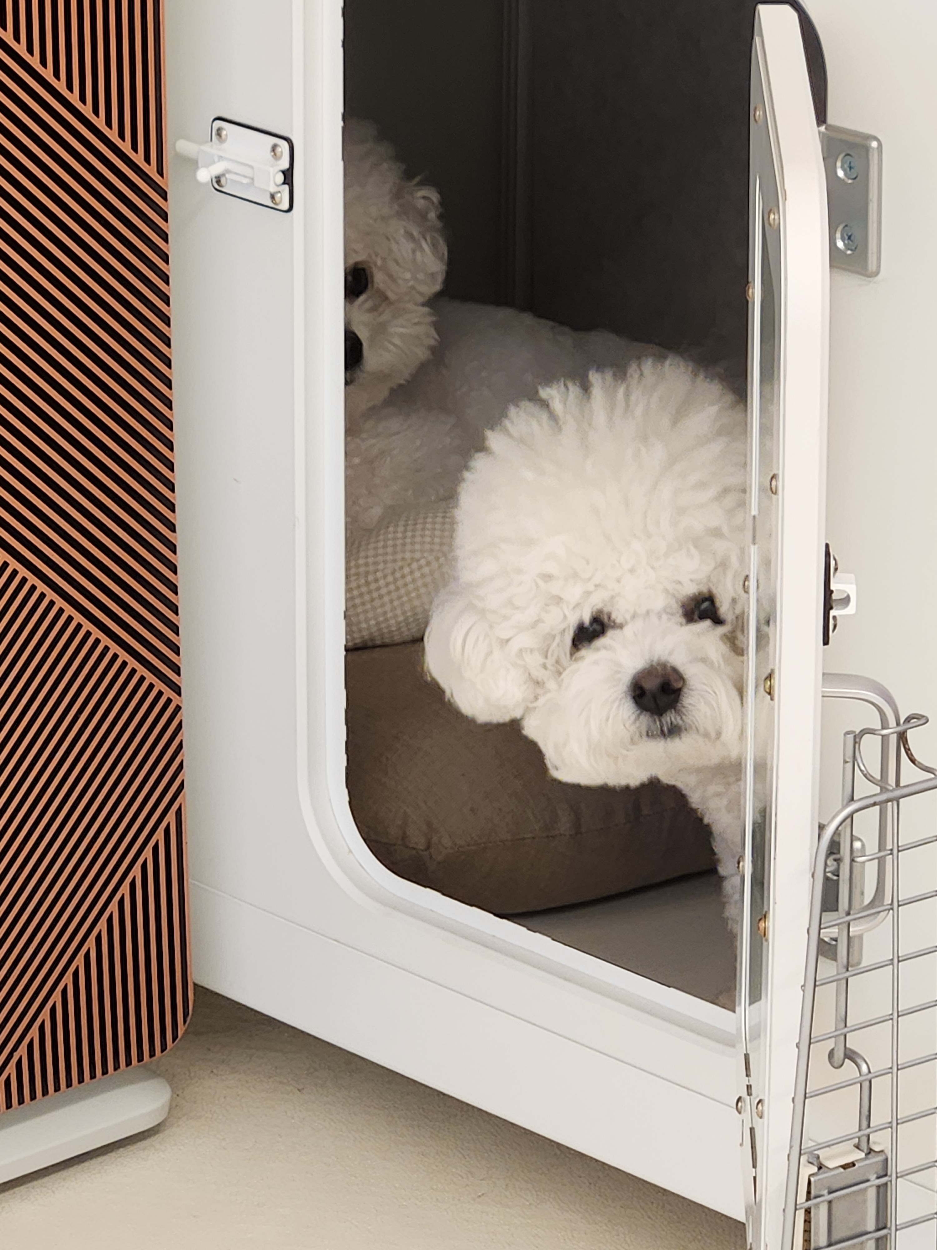 디어코코 강아지유치원&애견호텔 대표 이미지