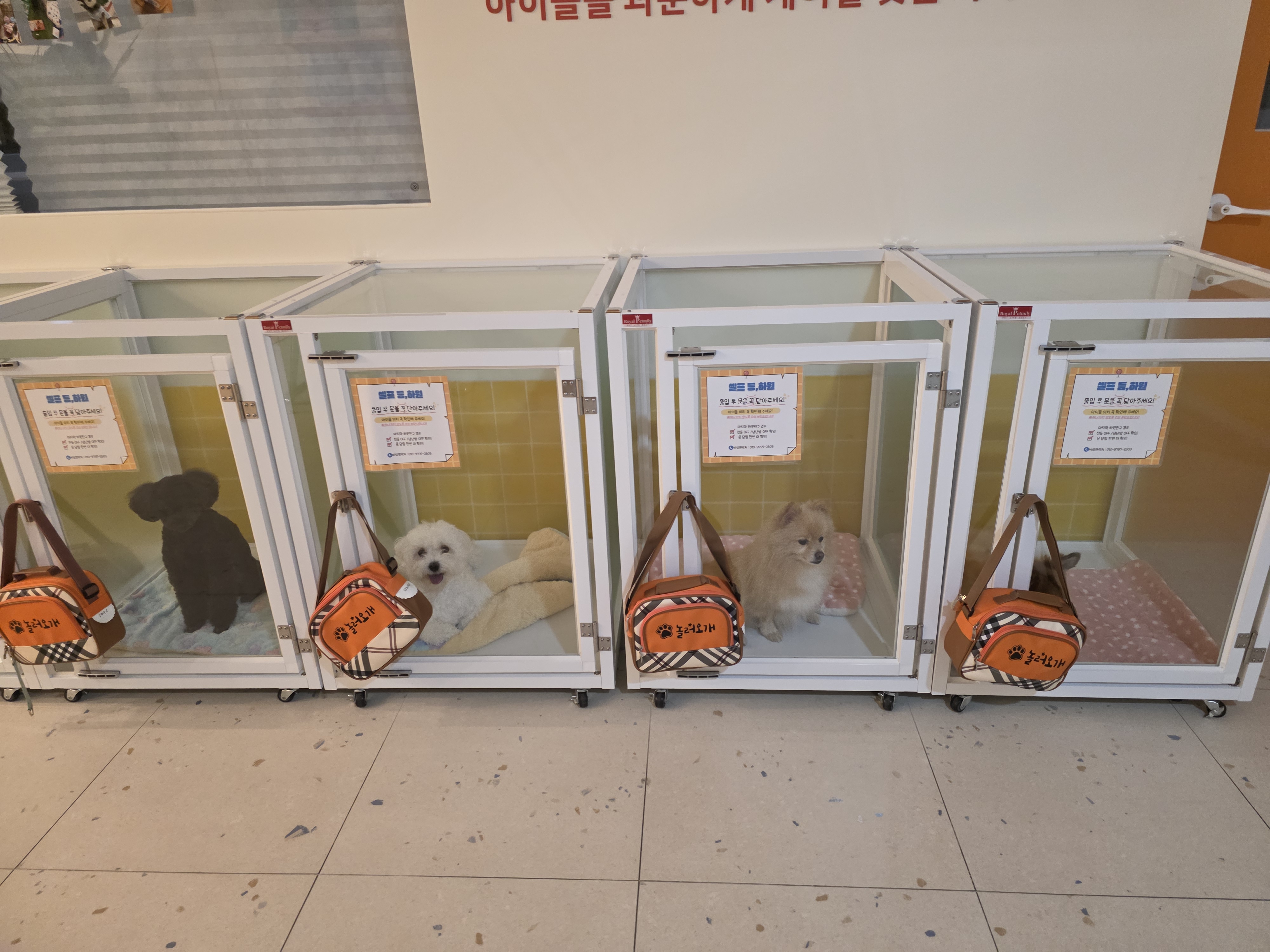 놀러오개 애견유치원 애견호텔 동대문점 대표 이미지