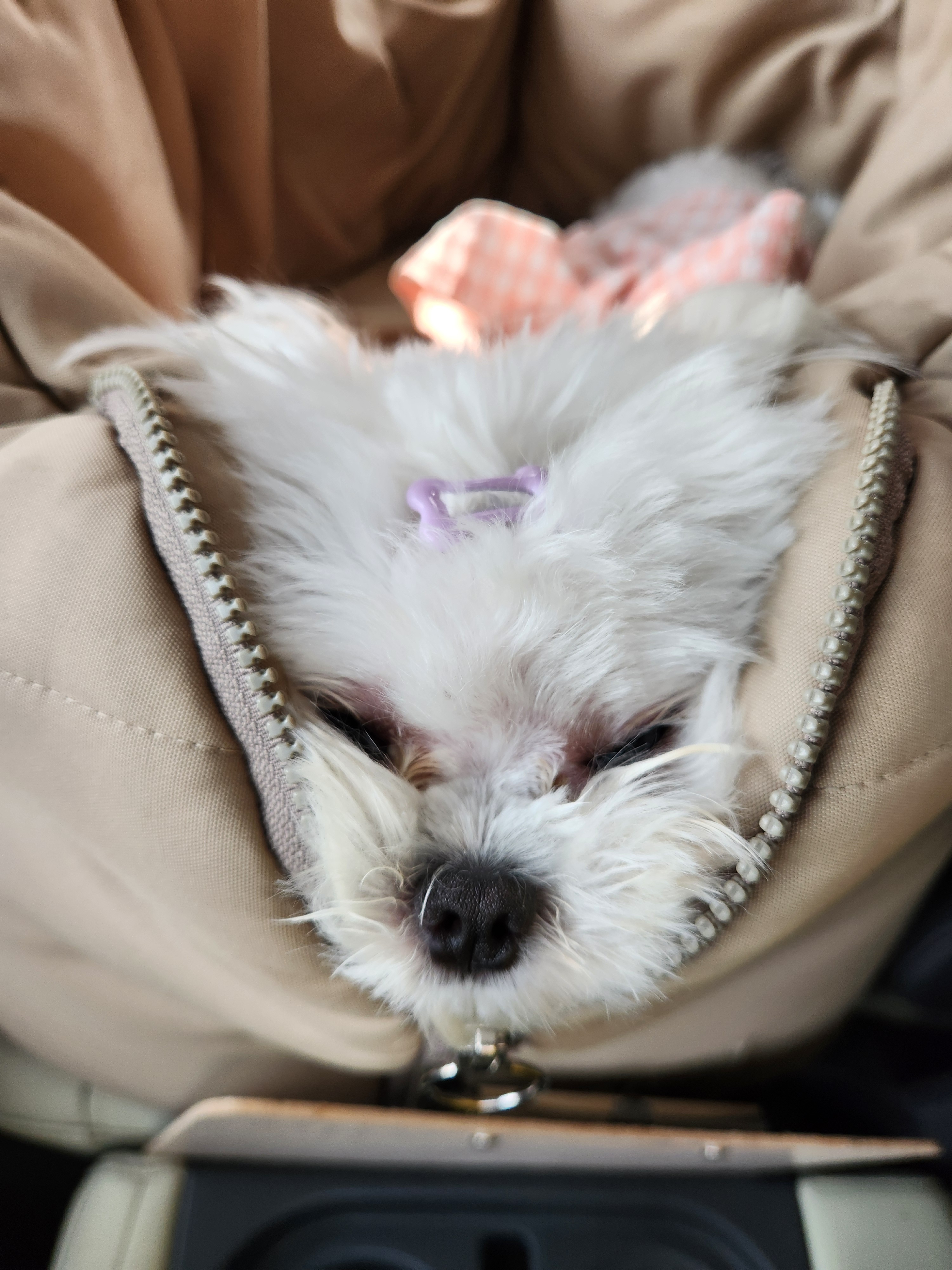 디어코코 강아지유치원&애견호텔 대표 이미지