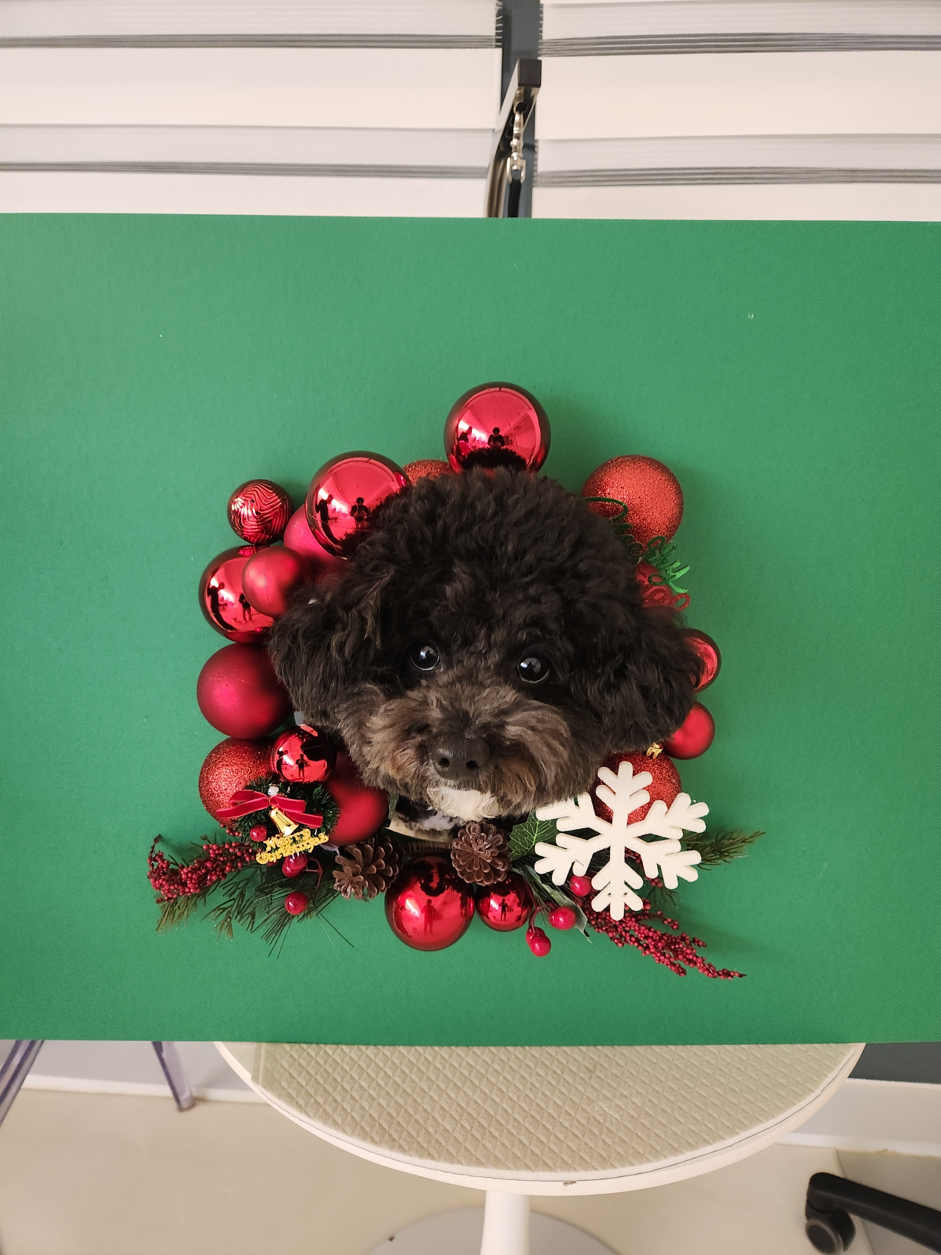 디어코코 강아지유치원&애견호텔 대표 이미지