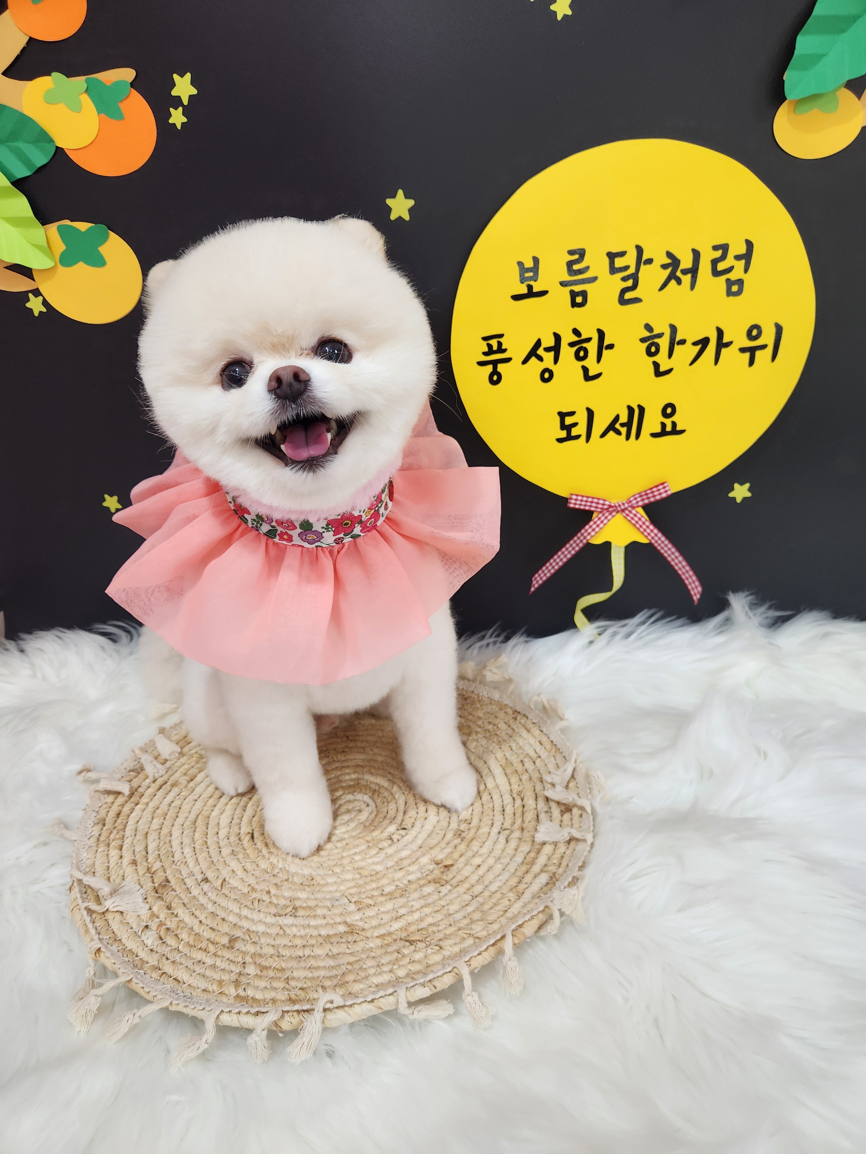 복이네도그살롱 대표 이미지