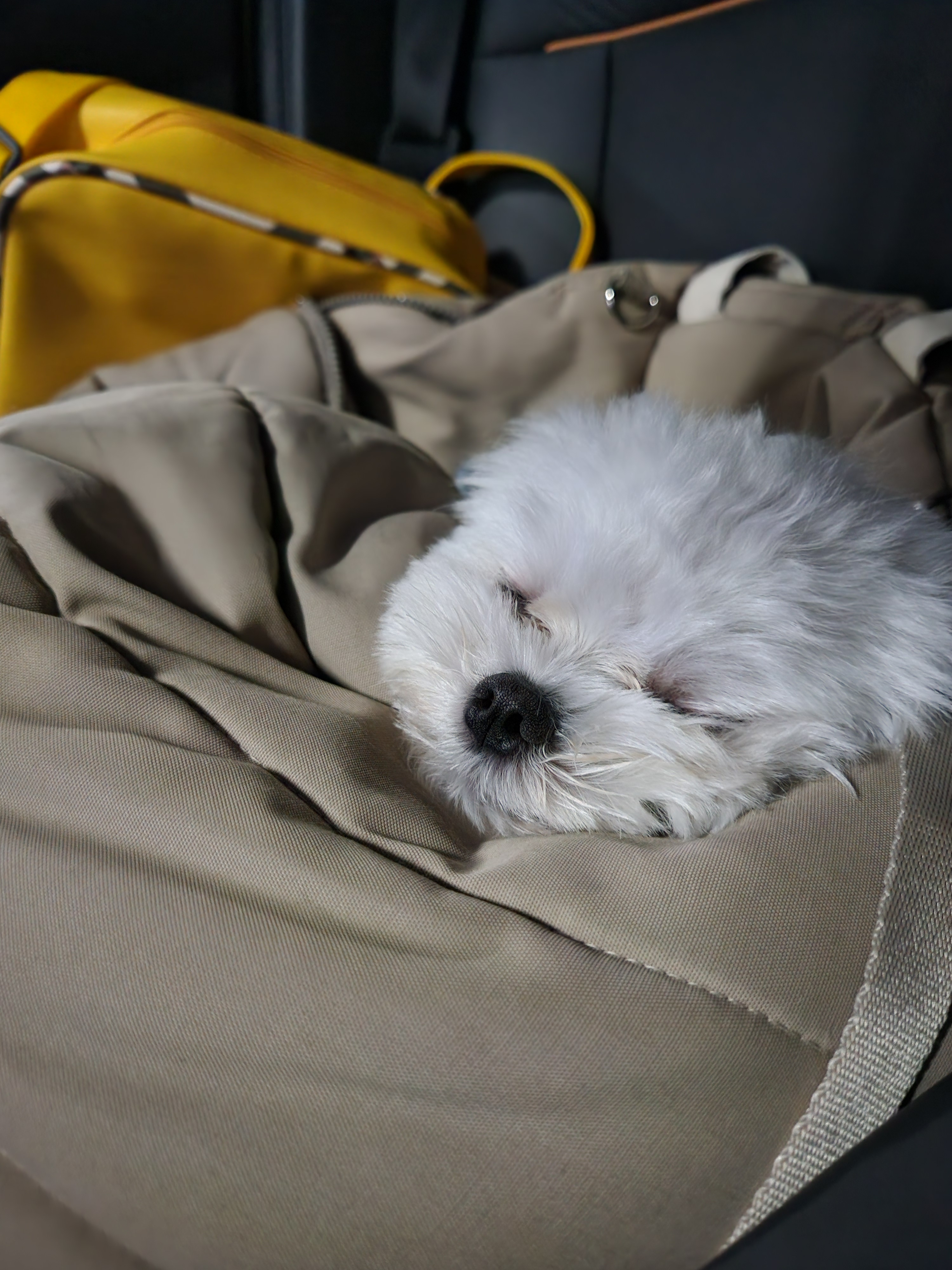 디어코코 강아지유치원&애견호텔 대표 이미지