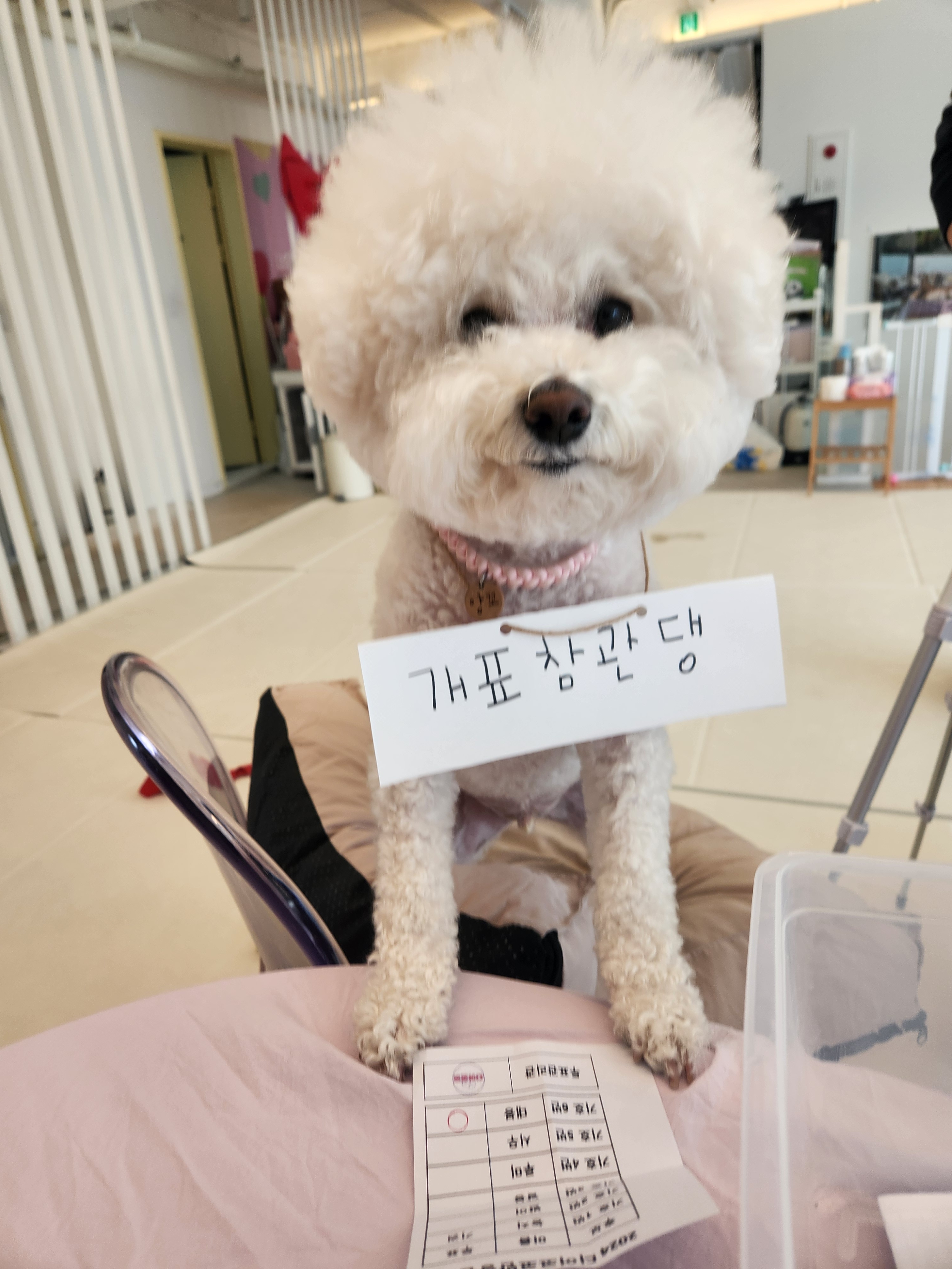 디어코코 강아지유치원&애견호텔 대표 이미지