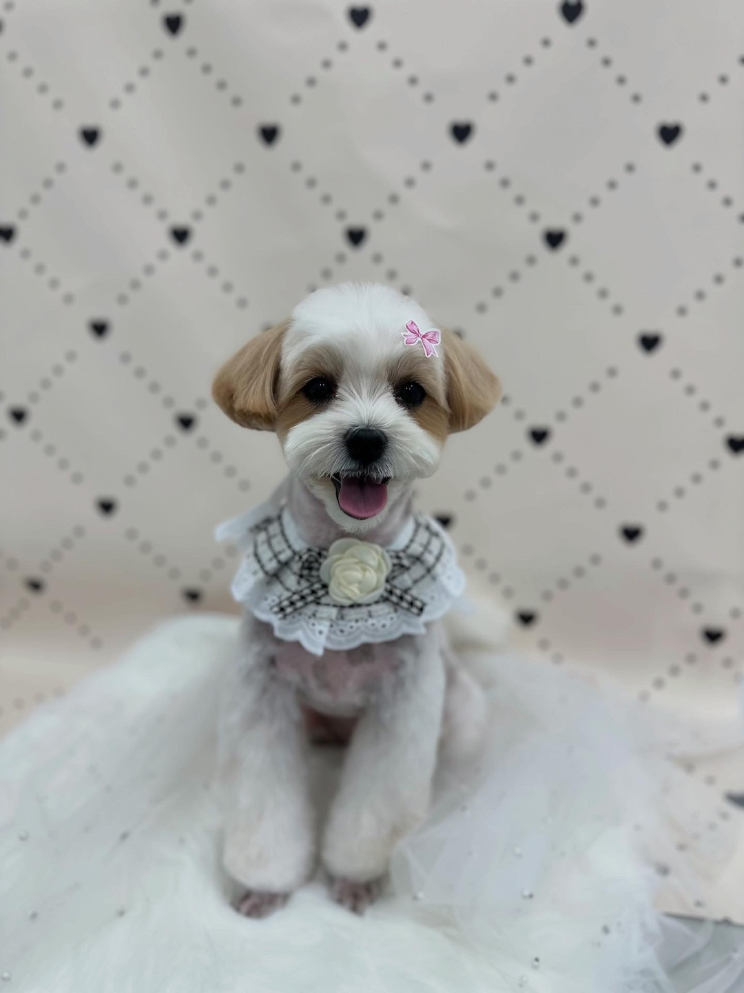 푸카푸카 대표 이미지