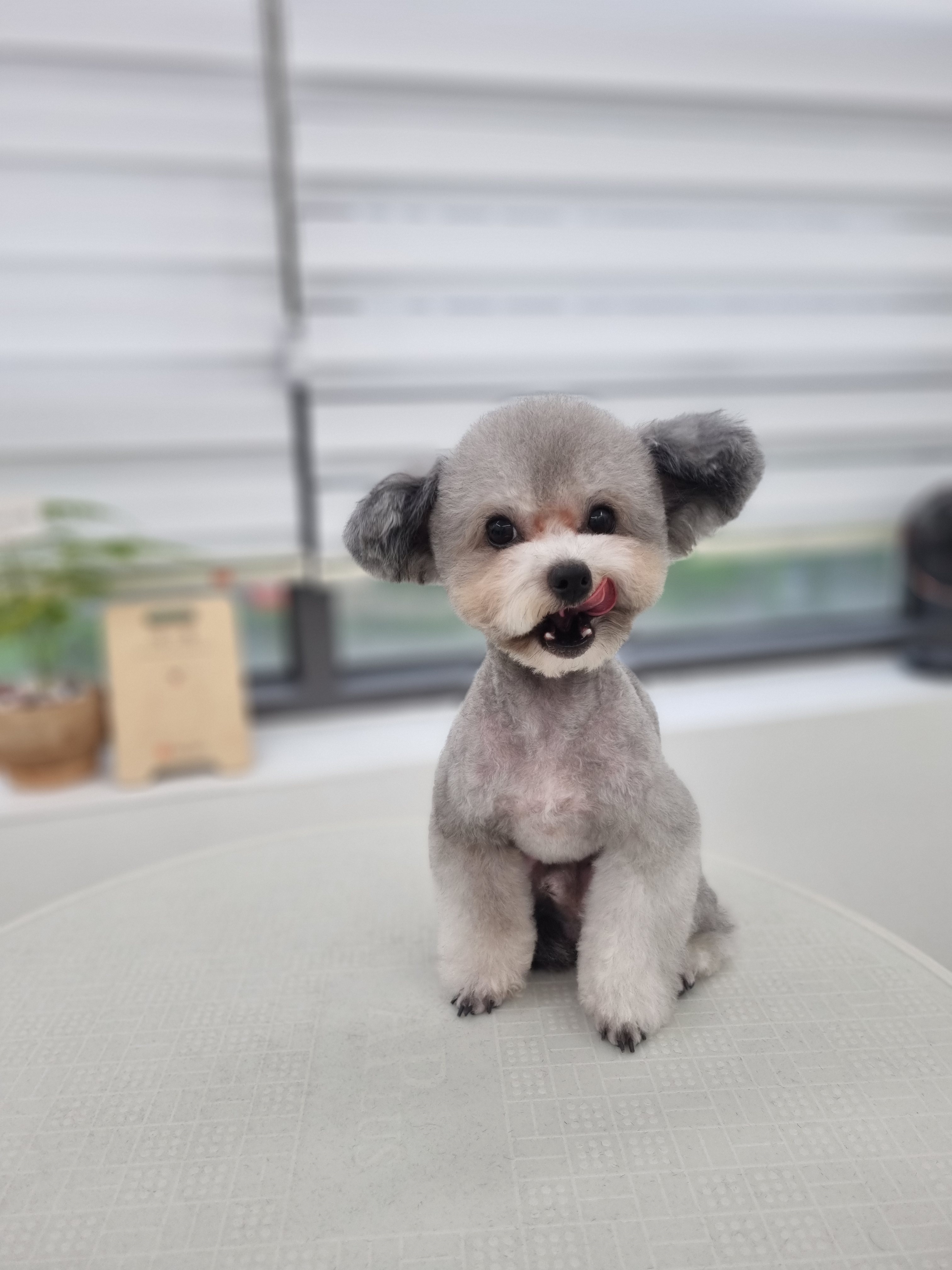 덕개 대표 이미지