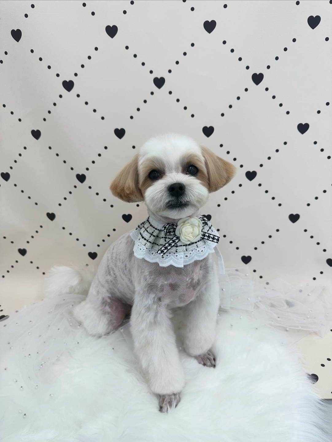 푸카푸카 대표 이미지