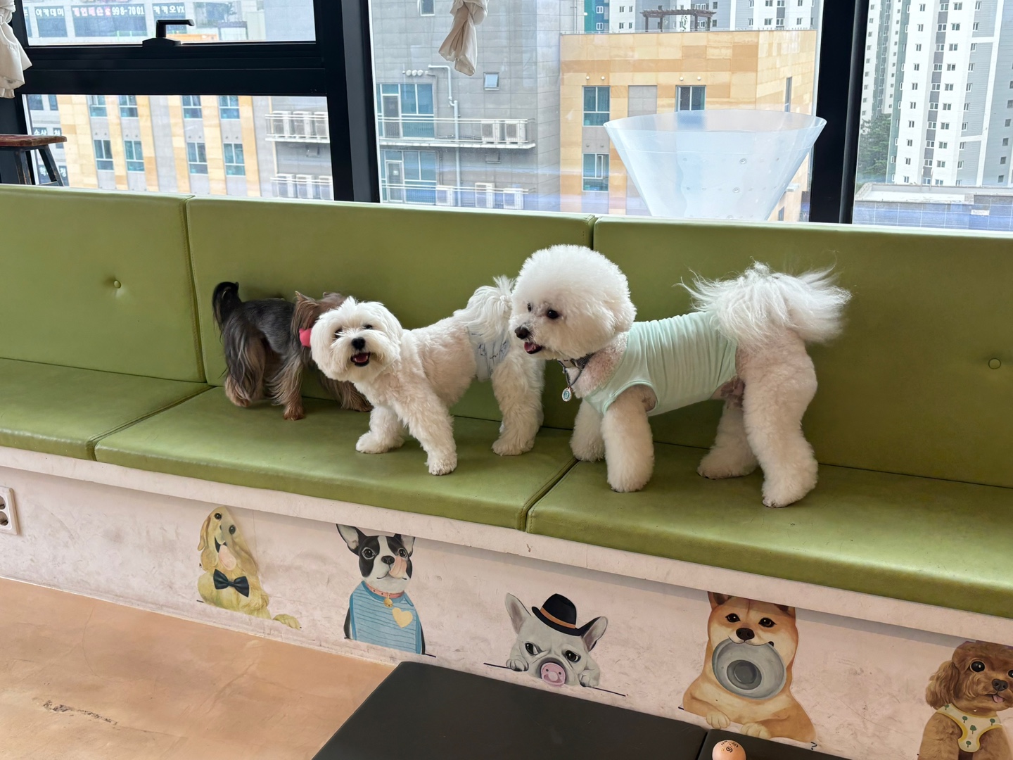 돌봄애견호텔 애견카페 충청 애견숙소