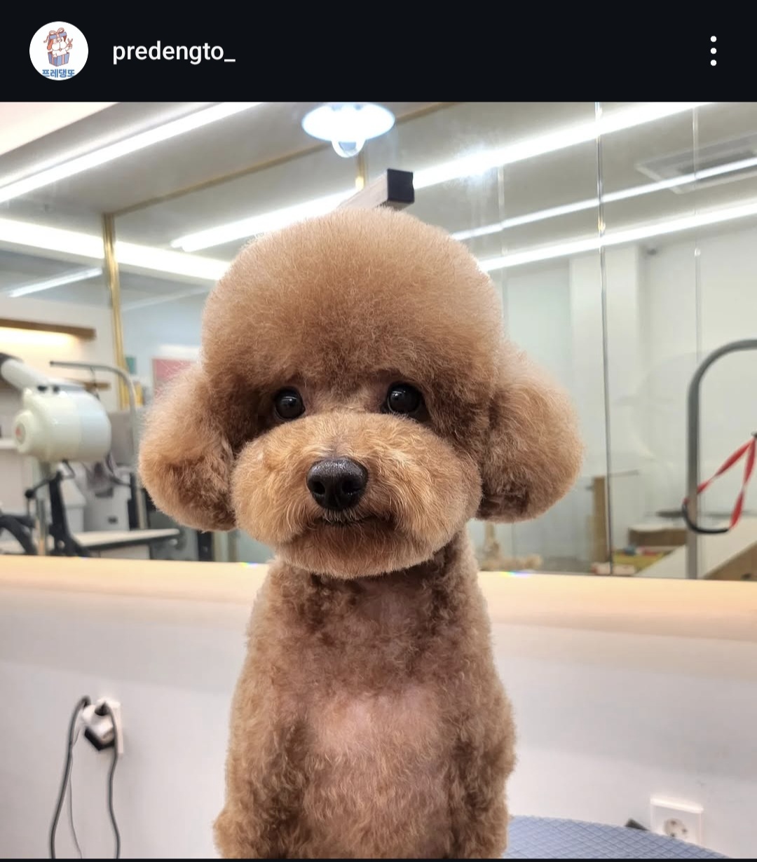 프레댕또 대표 이미지