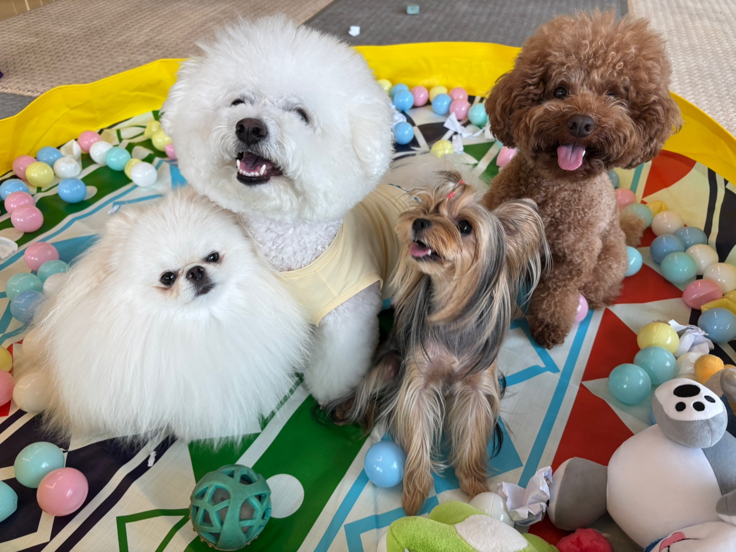 카페소풍 애견유치원&애견호텔&애견돌봄 대표 이미지