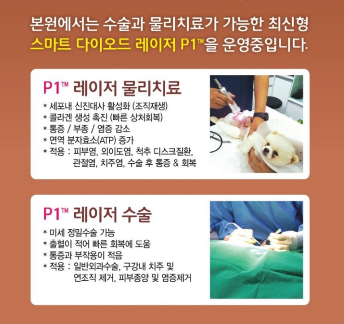 청담동물병원