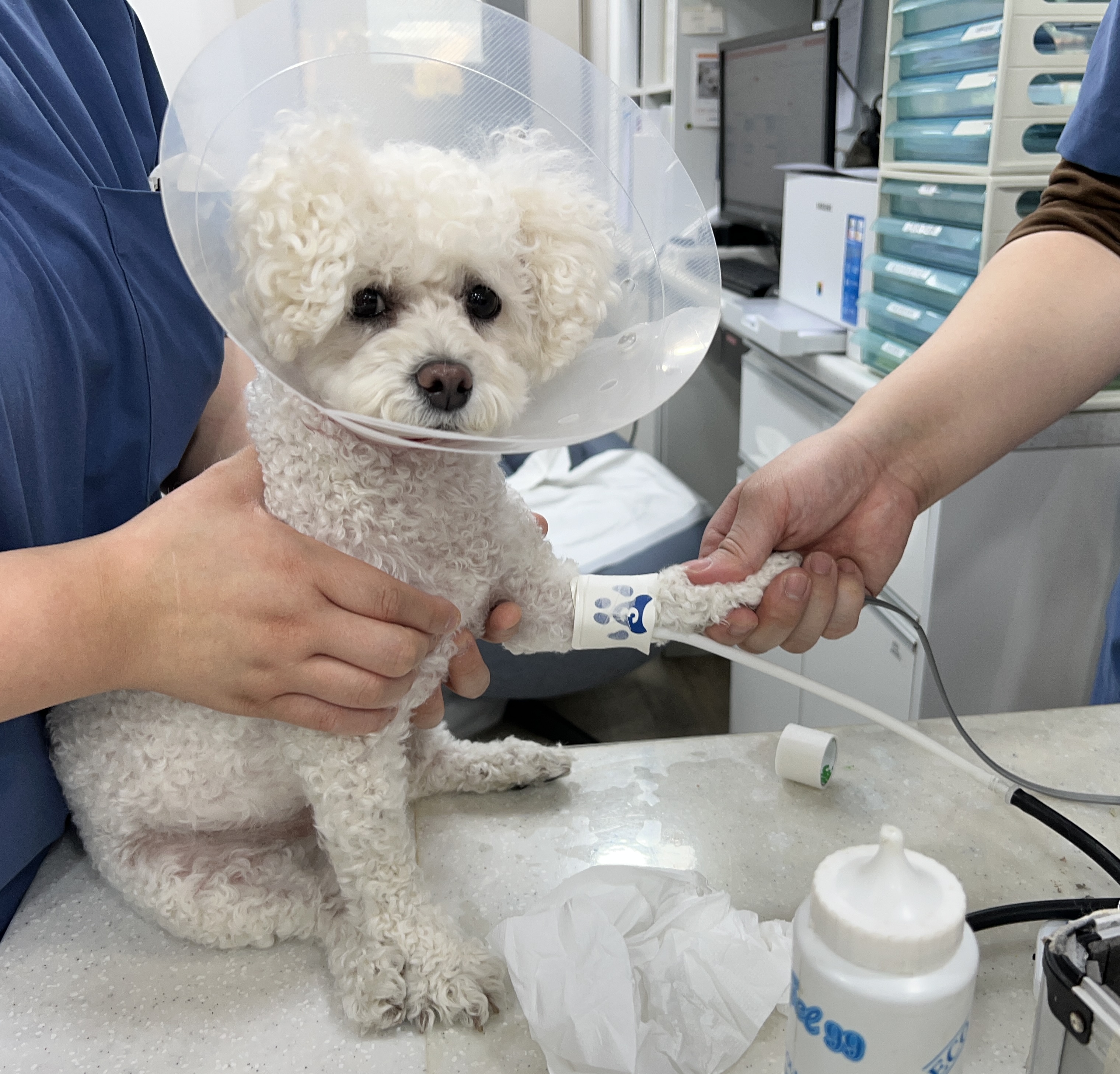 올리브동물병원 대표 이미지