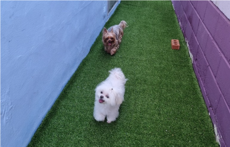 도리네 애견호텔 대표 이미지