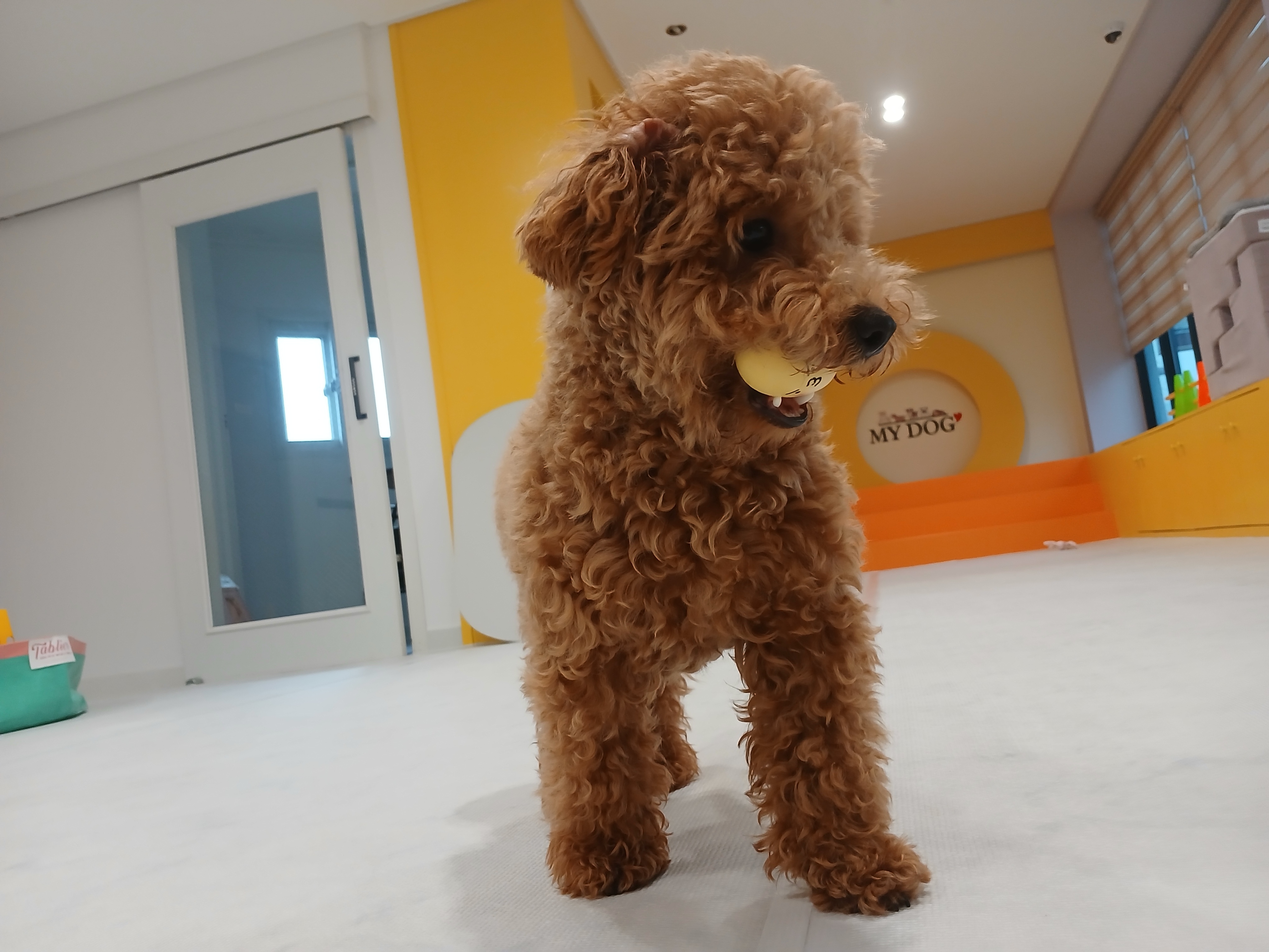 마이도그 대표 이미지