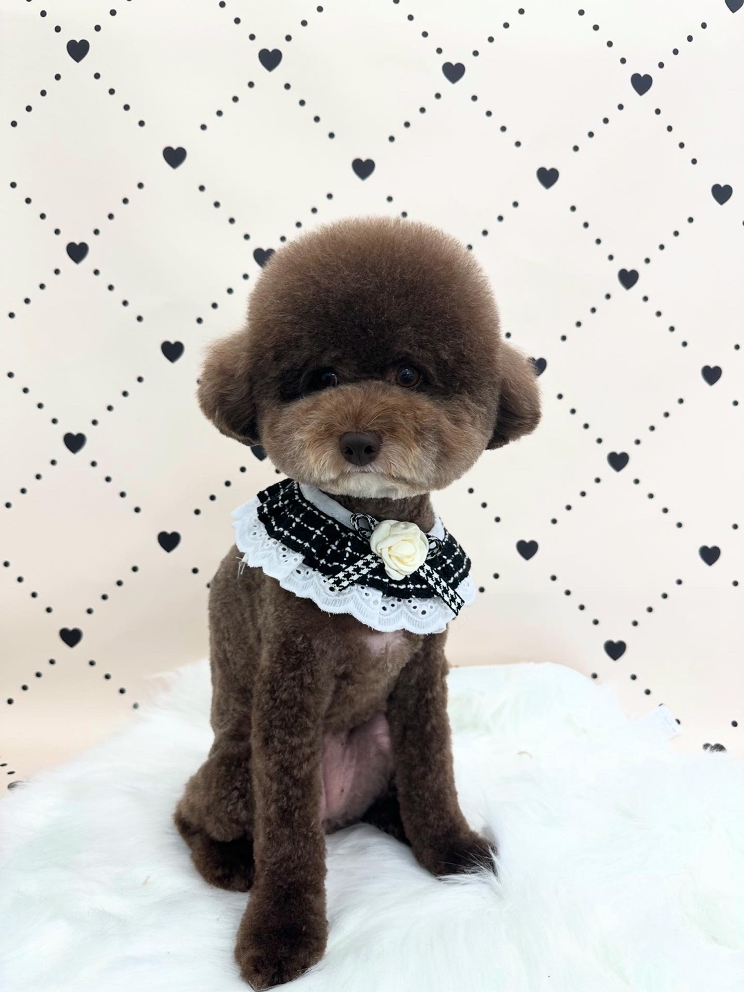 푸카푸카 대표 이미지