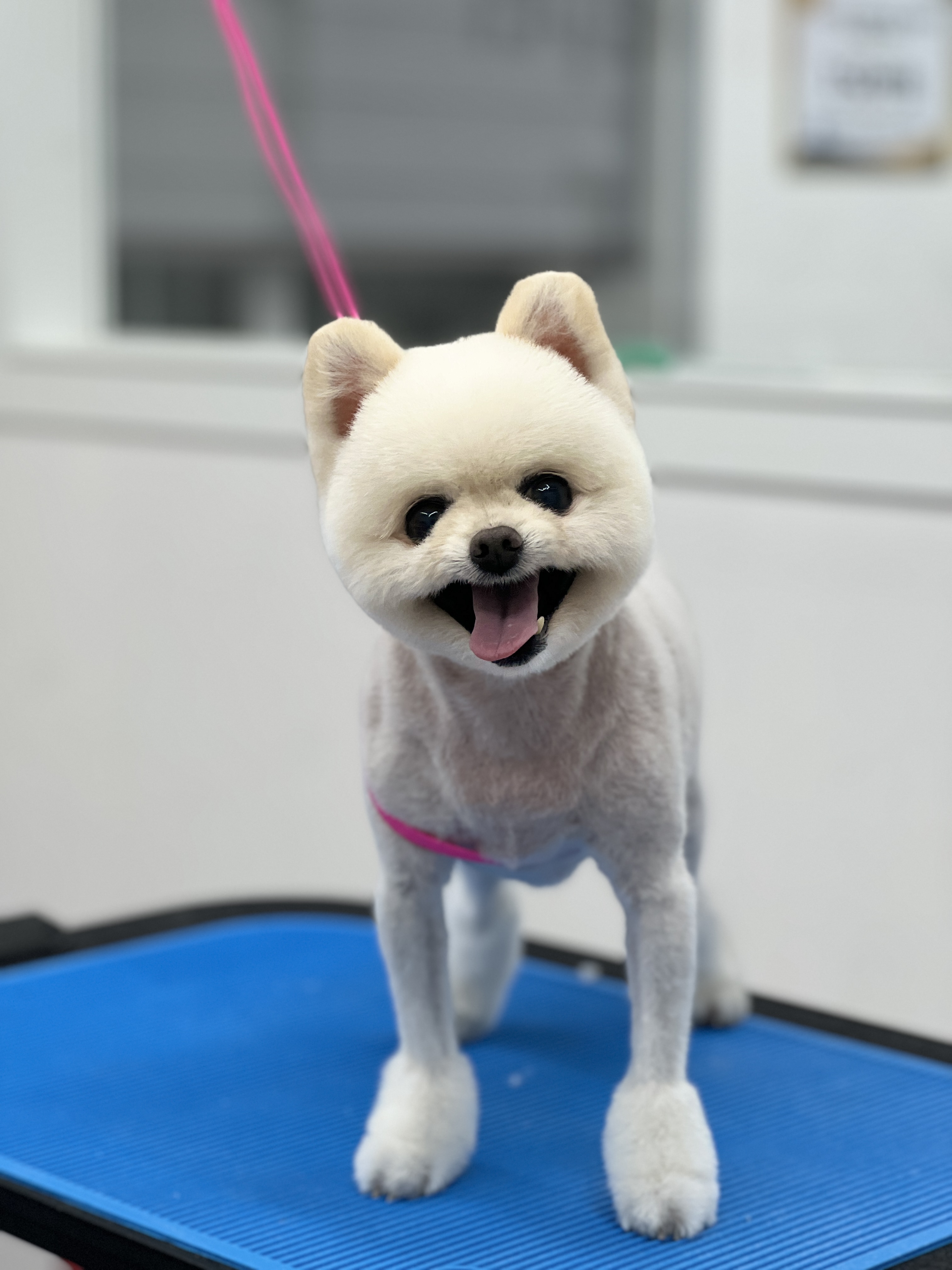 도그헬퍼 대표 이미지