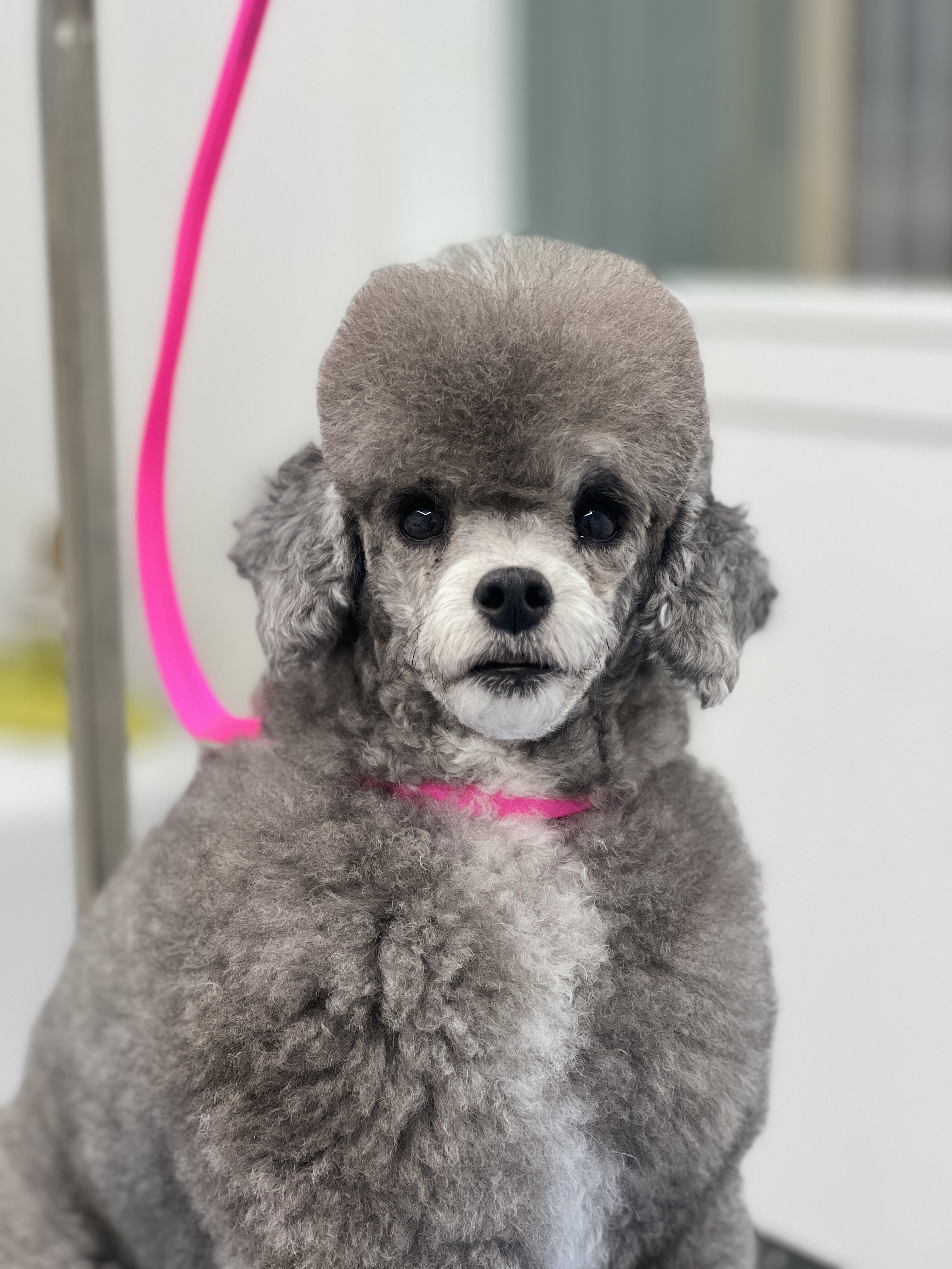 도그헬퍼 대표 이미지