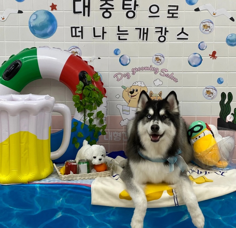 애견대중탕 강아지목욕&스파 대표 이미지