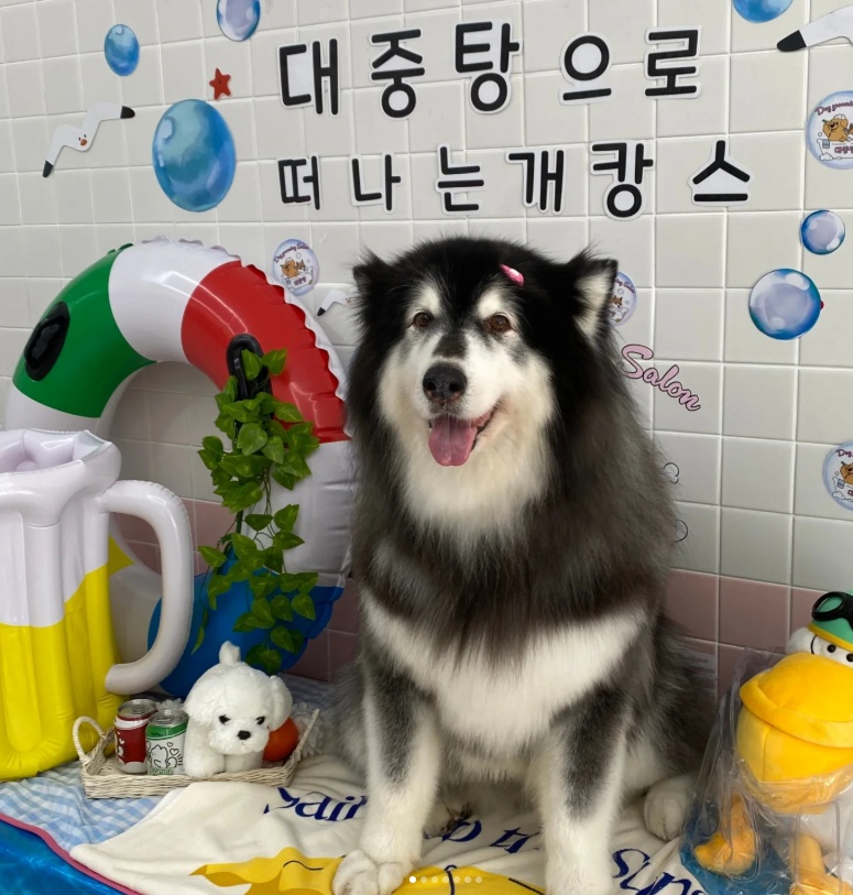 애견대중탕 대표 이미지