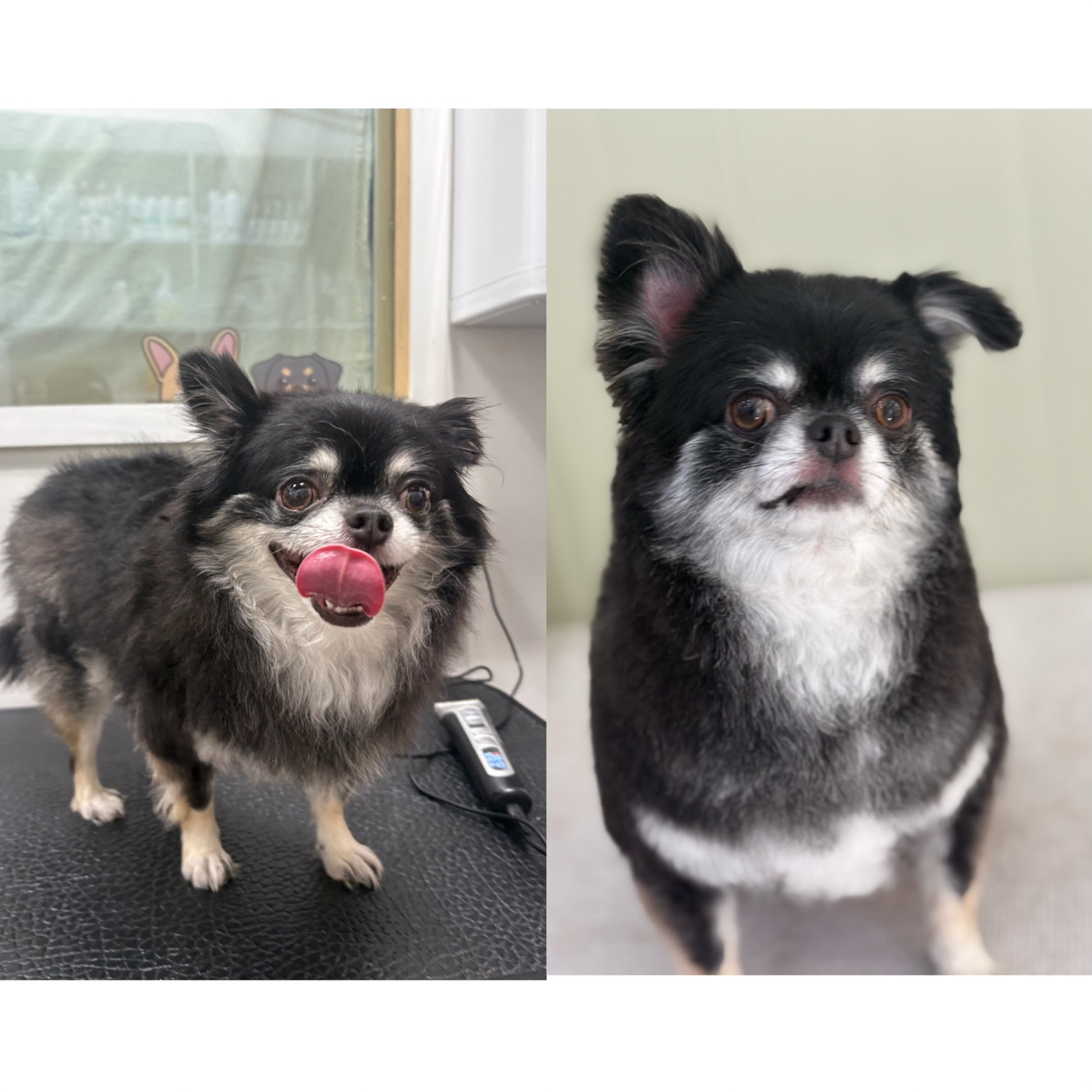 딜라잇독 앤 캣 대표 이미지