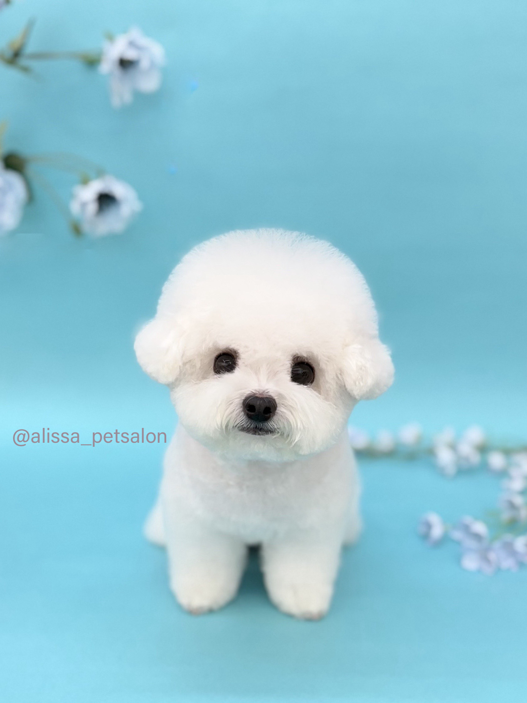 앨리사 대표 이미지
